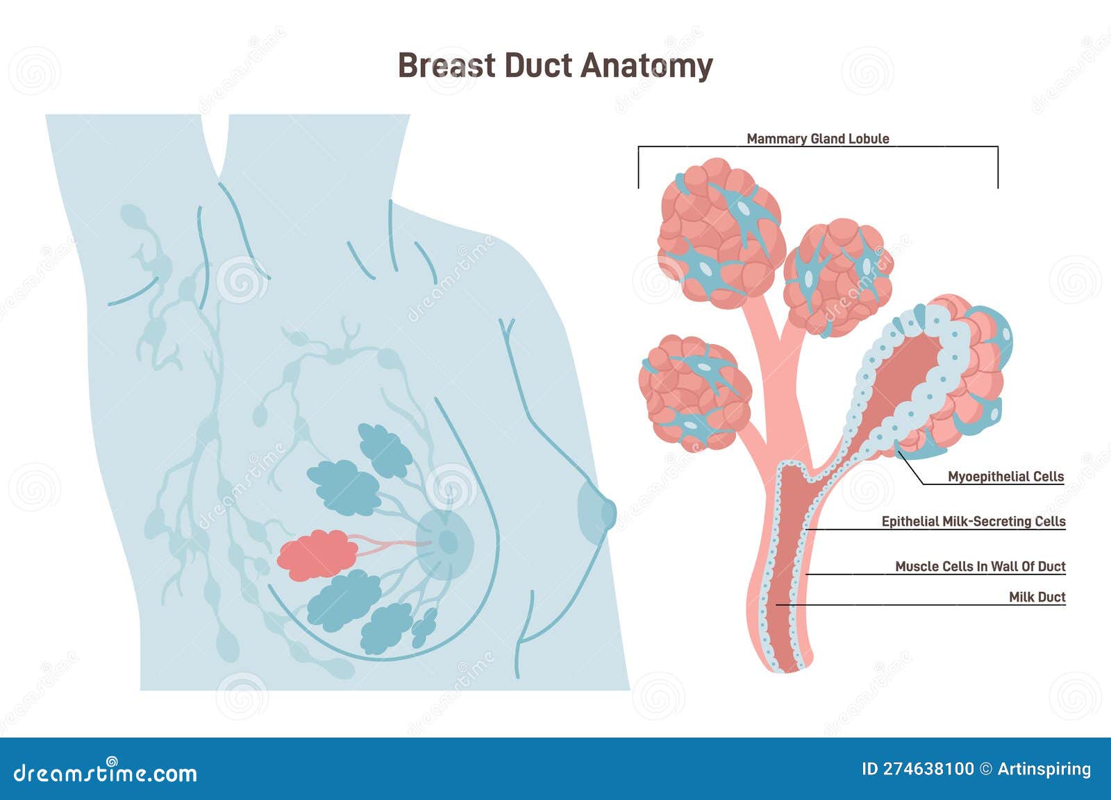 Anatomy of the Female Breast. Mammary Gland Duct and Lobule