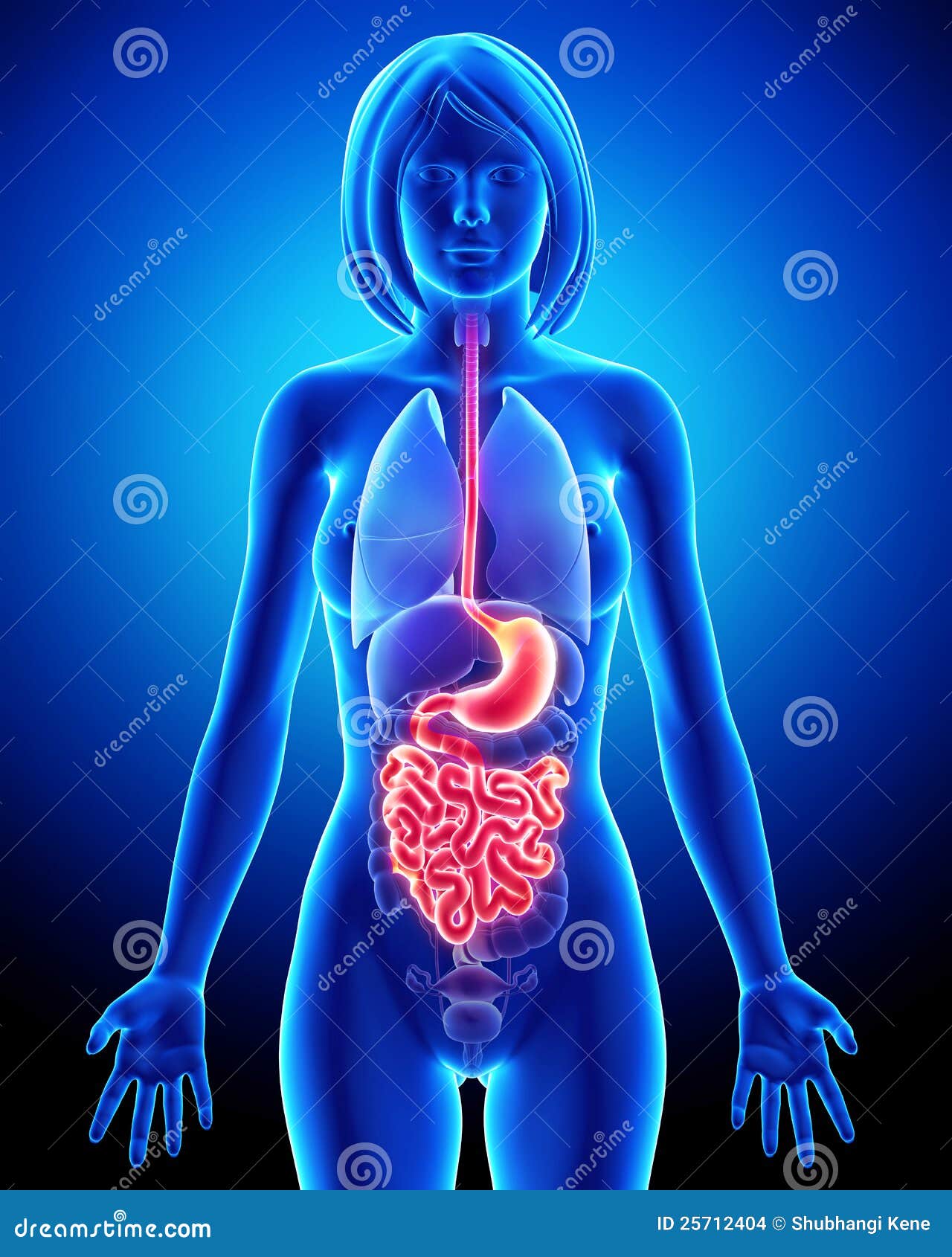 Anatomy Of Female Digestive System Stock Illustration - Illustration of