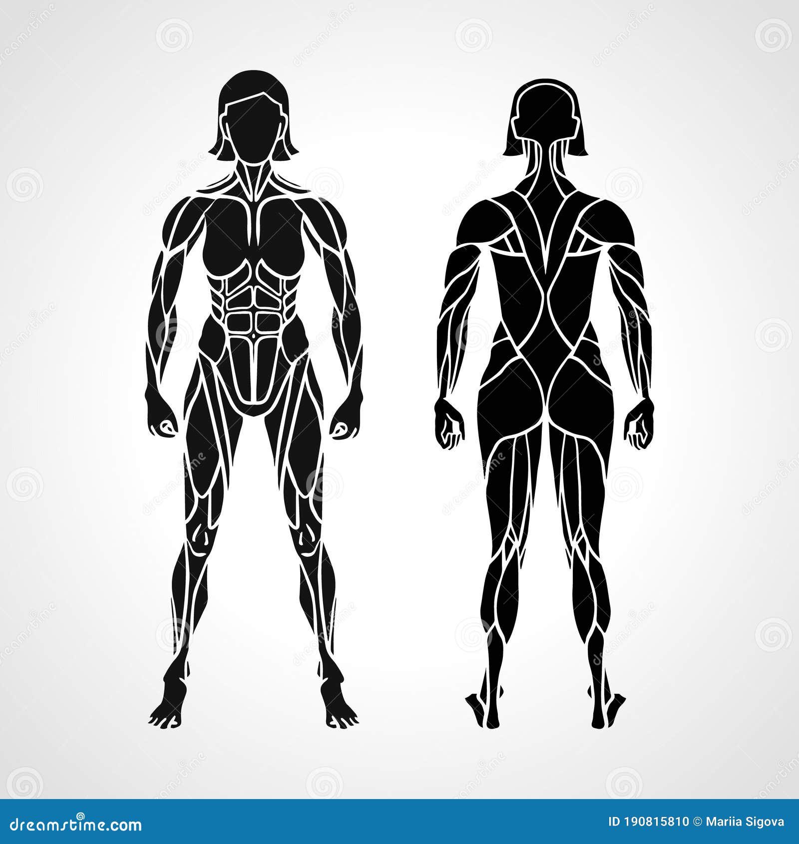 Anatomy of Female Muscular System, Exercise and Stock Vector - Illustration  of standing, lady: 57581884