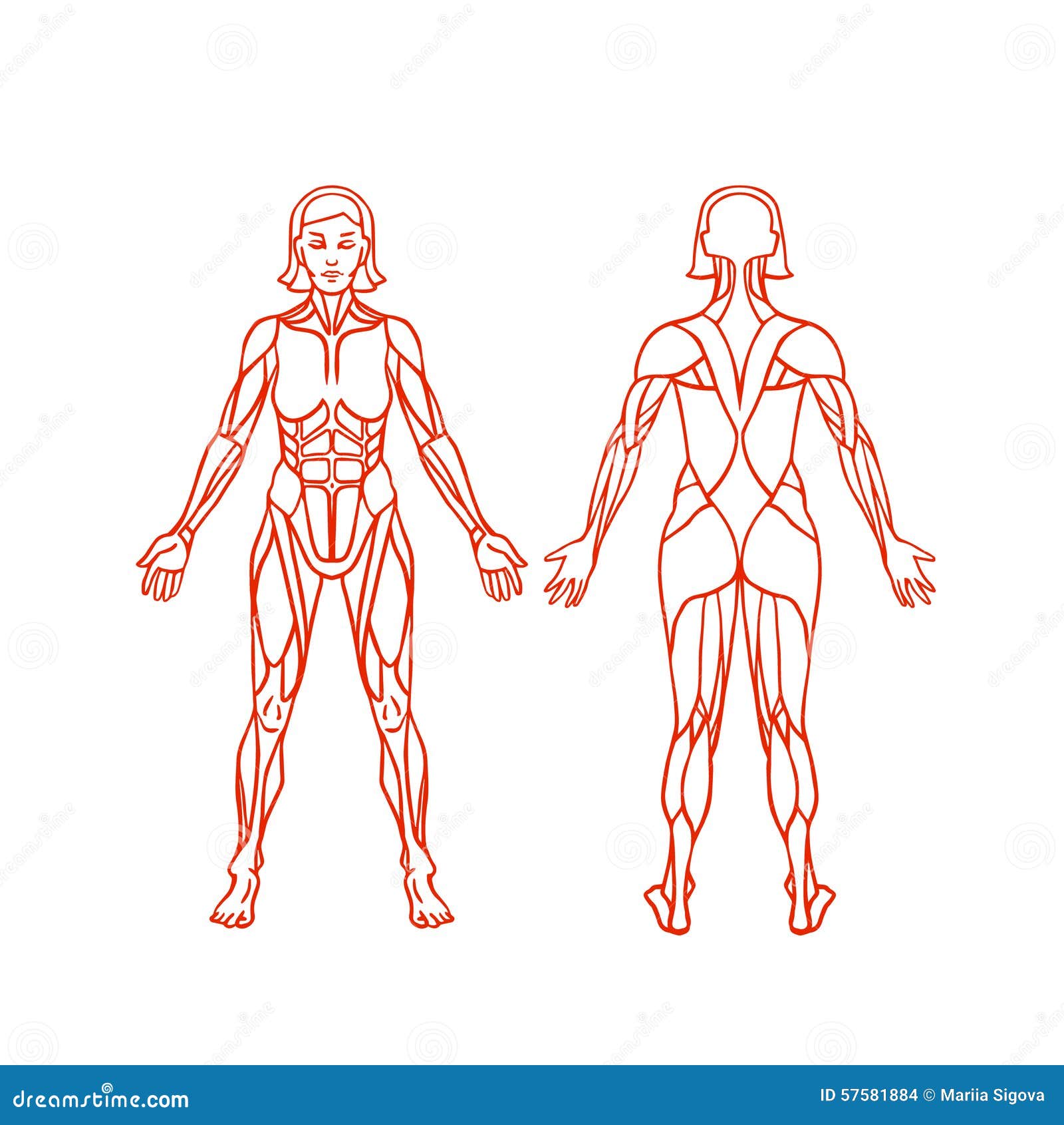 Anatomy of Female Muscular System, Exercise and Stock Vector - Illustration  of standing, lady: 57581884