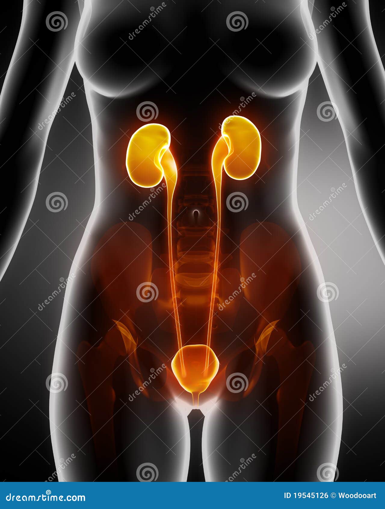 Anatomy of Female RENAL System Xray View Stock Illustration