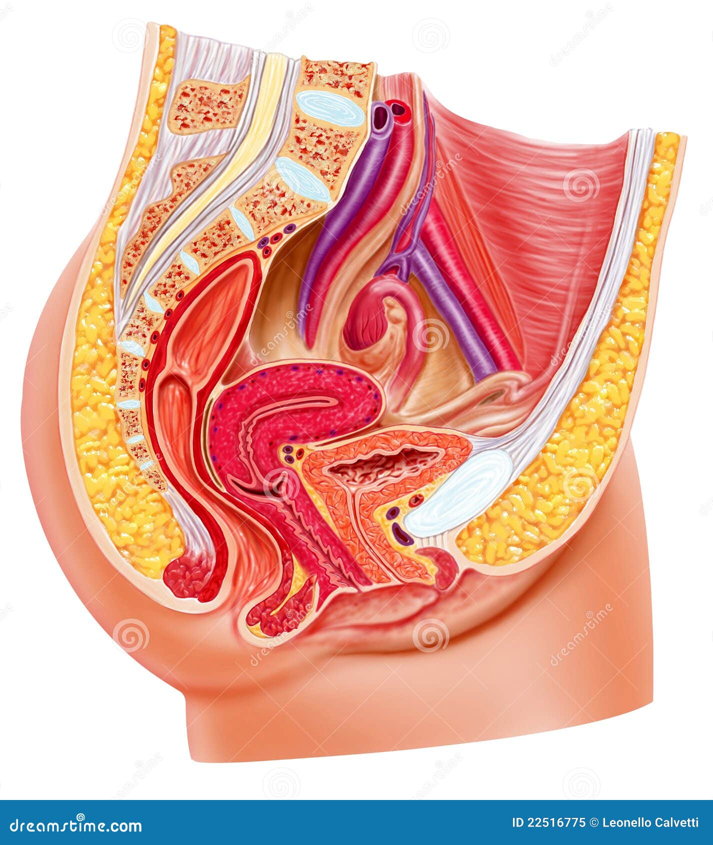 anatomy female reproductive system, cutaway.