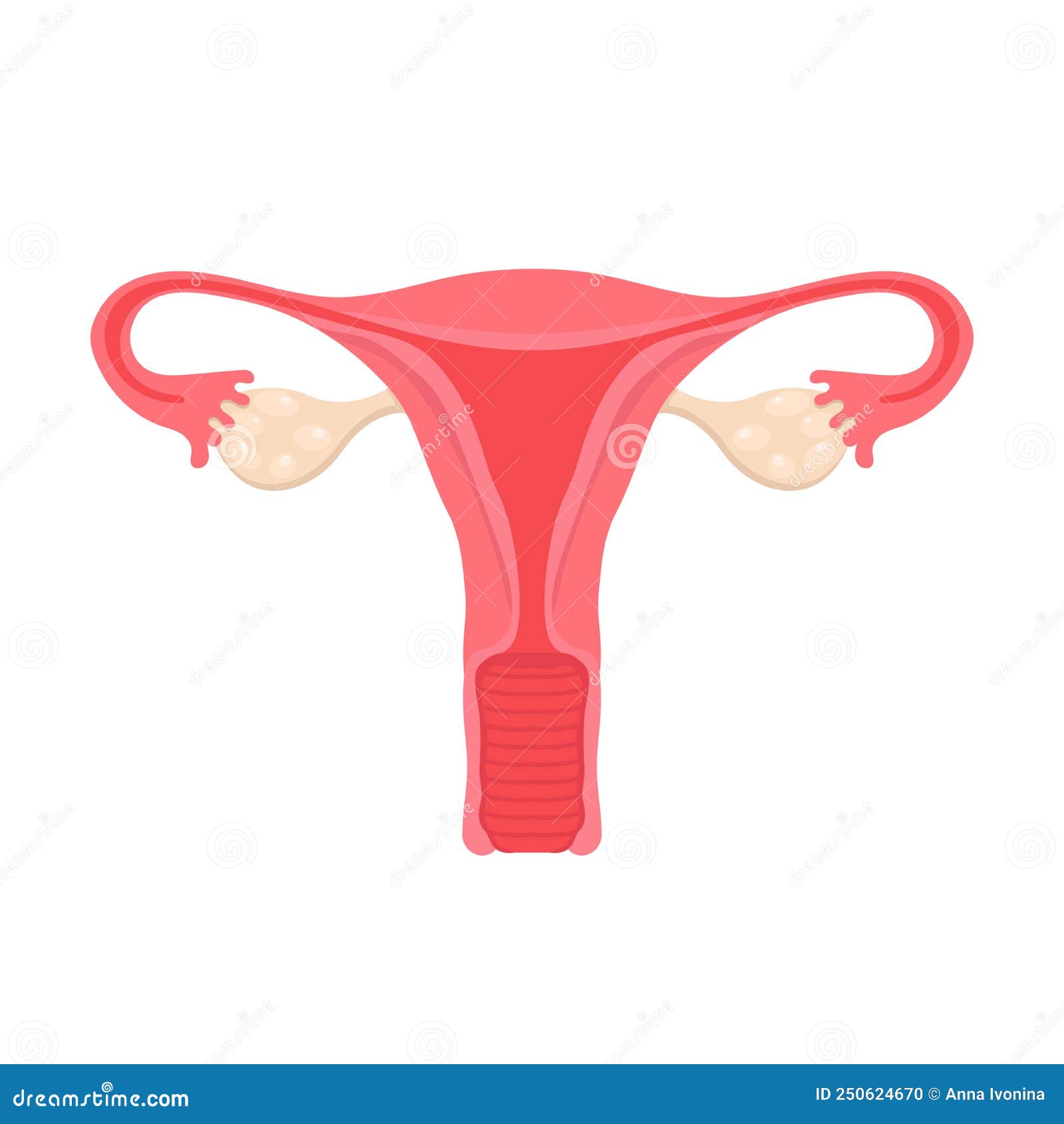 Anatomy Of The Female Reproductive System. Diagram Of The Location Of ...