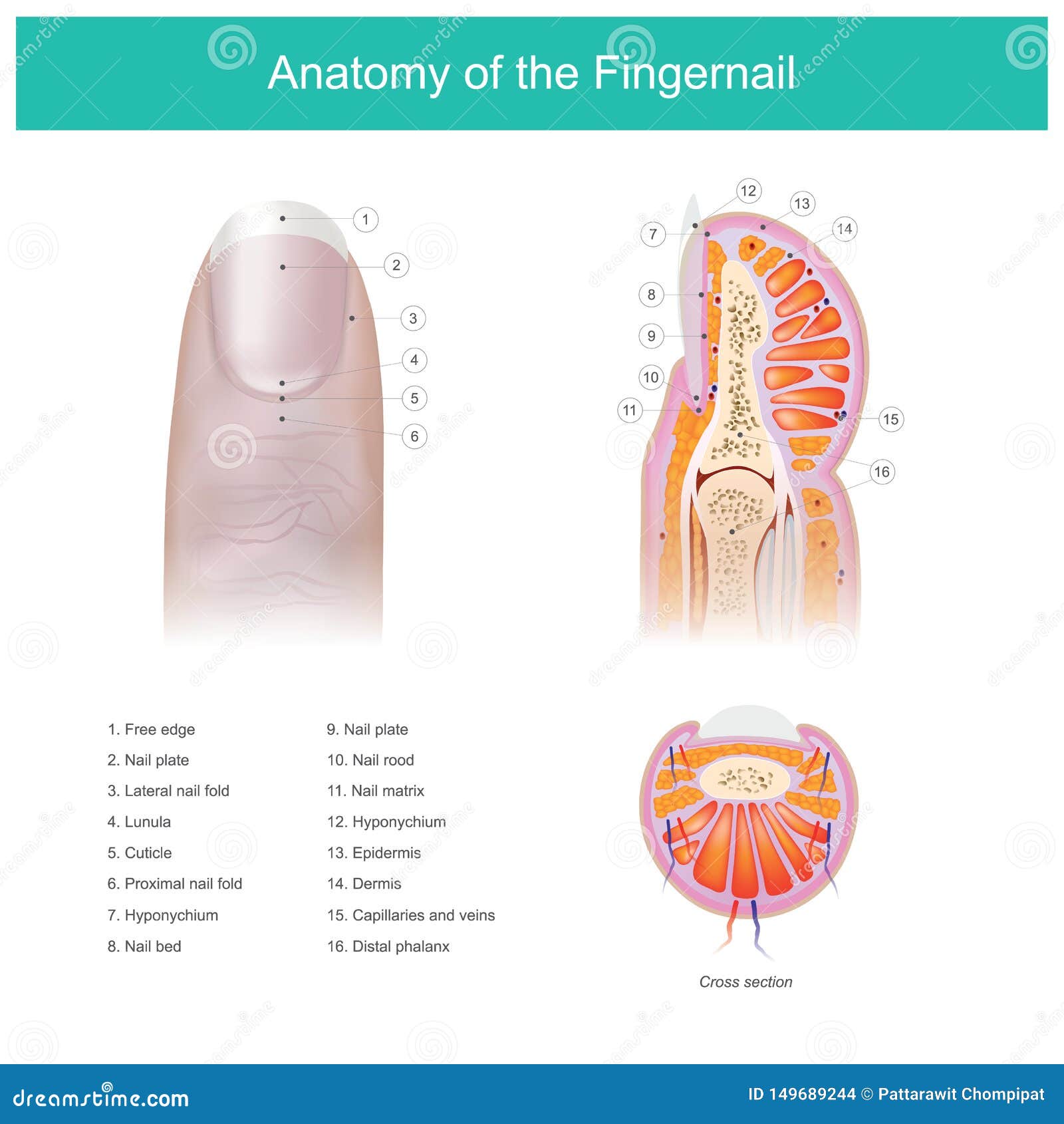 anatomy fingernail human body illustrated component fingers 149689244