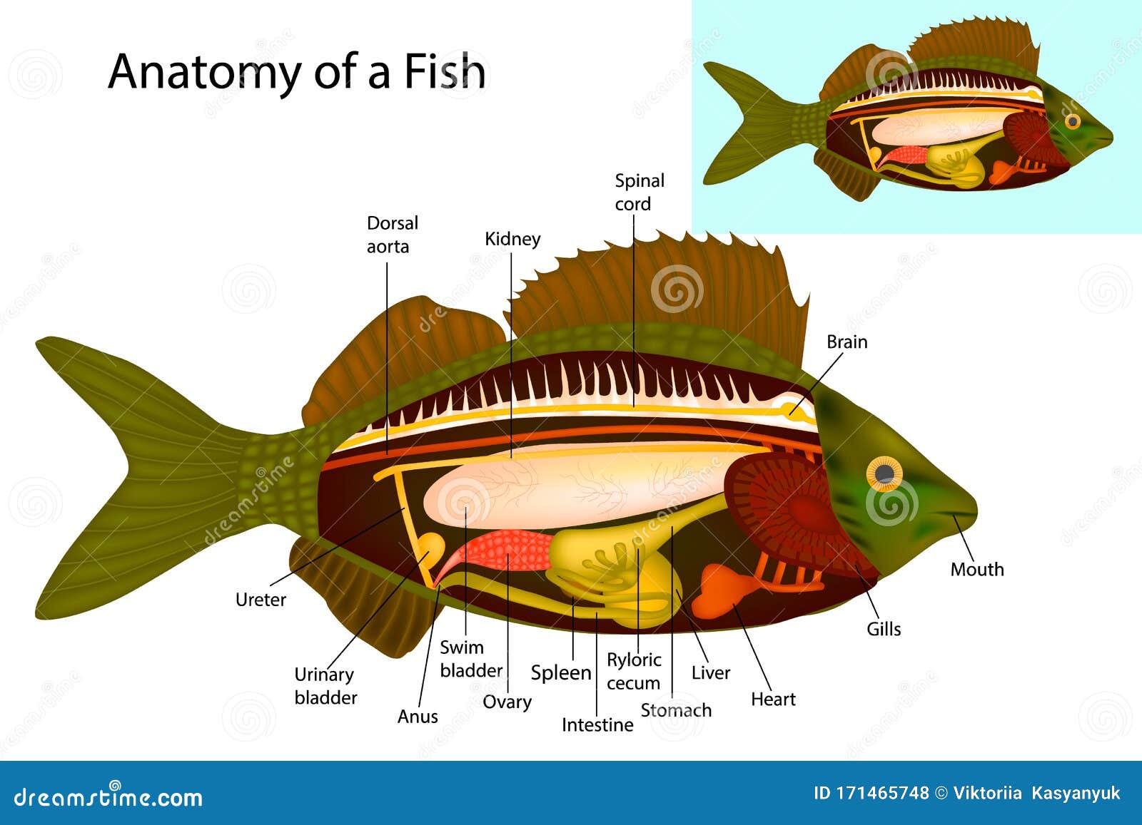 Fish Internal Organs Vector Art Diagram Anatomy Without Labels