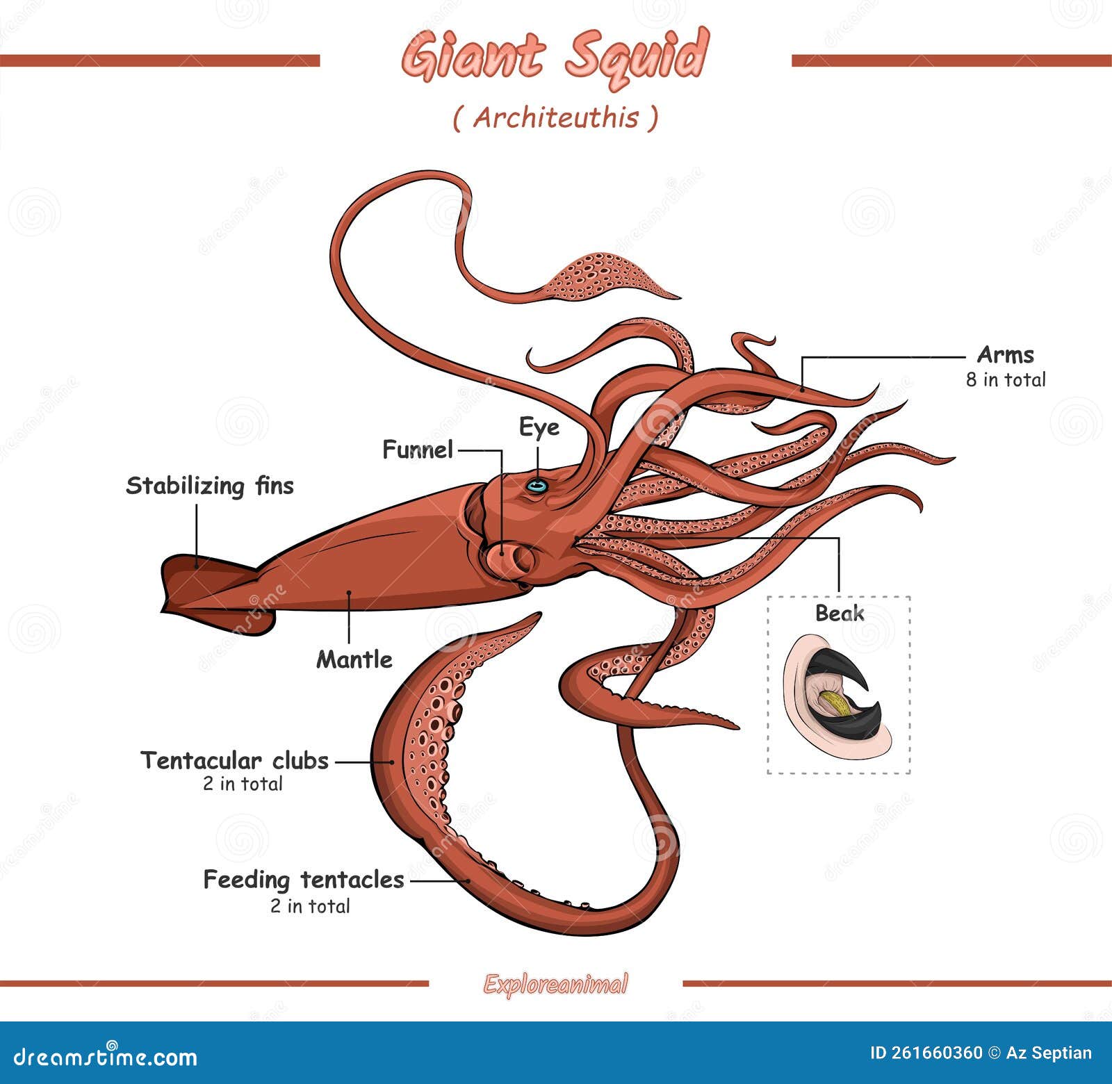 Anatomy of a Giant Squid Vector Illustration Stock Illustration