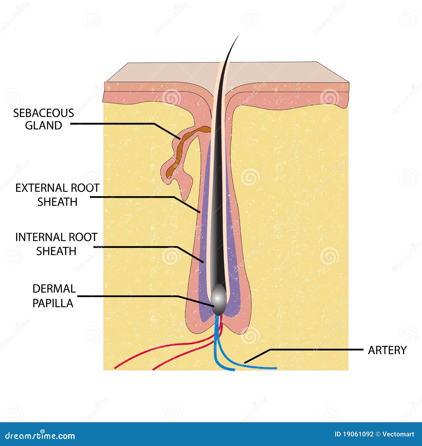 Root Hair Cell Stock Illustrations – 1,150 Root Hair Cell Stock  Illustrations, Vectors & Clipart - Dreamstime
