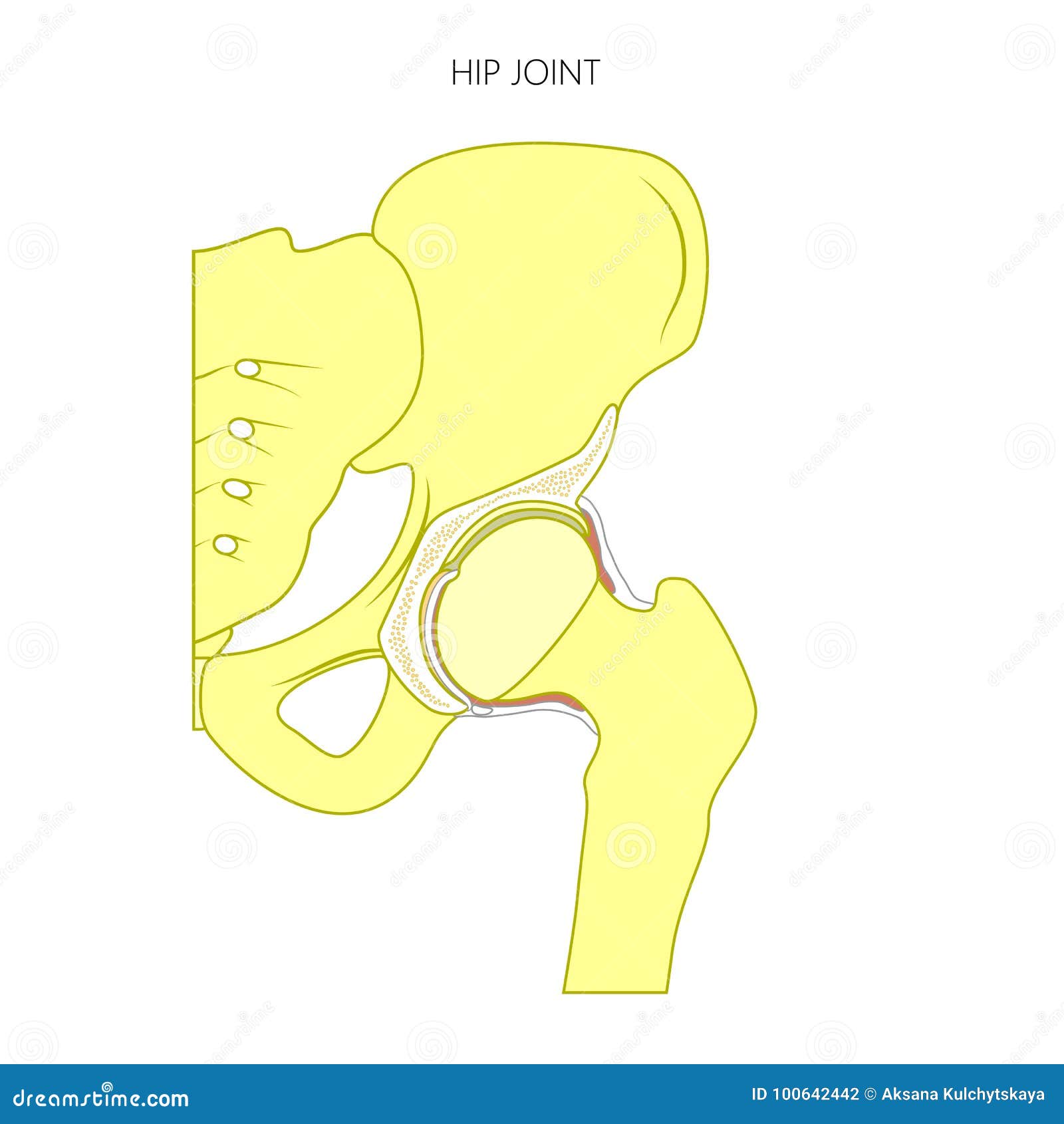 Anatomy_Hip Joint Inside without Text Stock Vector Illustration of