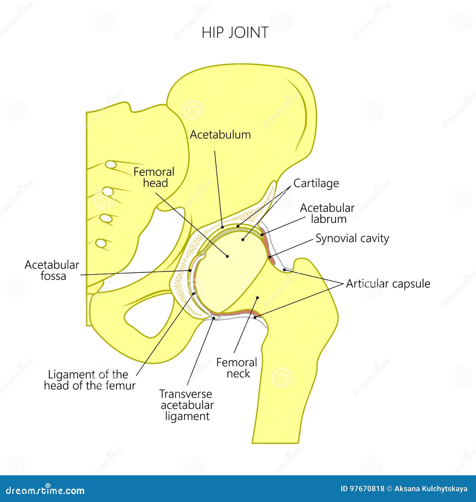 Anatomy_Hip joint inside stock vector. Illustration of fossa - 97670818