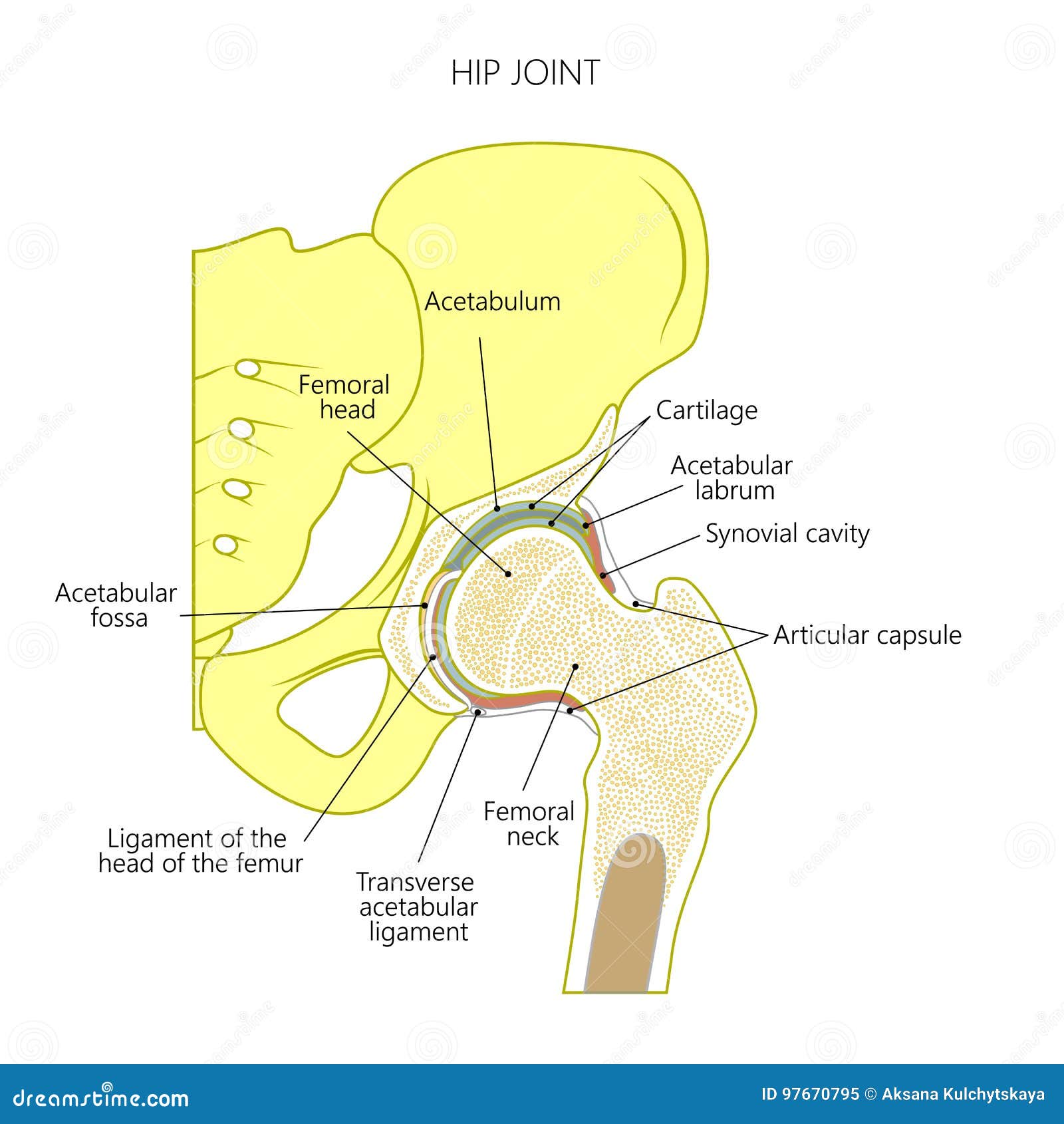 Anatomy_Hip Joint Cartoon Vector Biology Diagrams