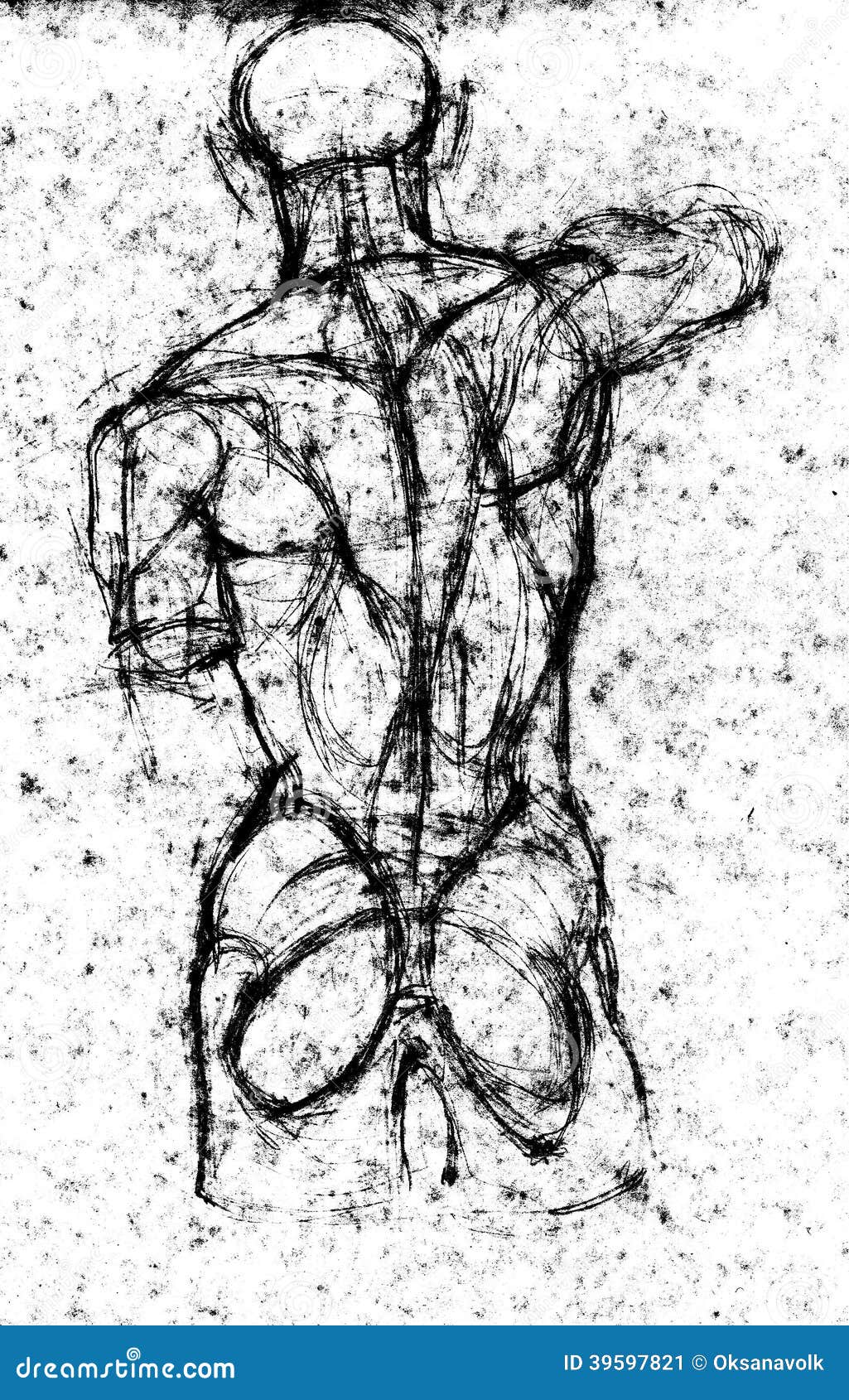 Anatomy Human Back Body Study Drawing Stock Illustration Image 39597821