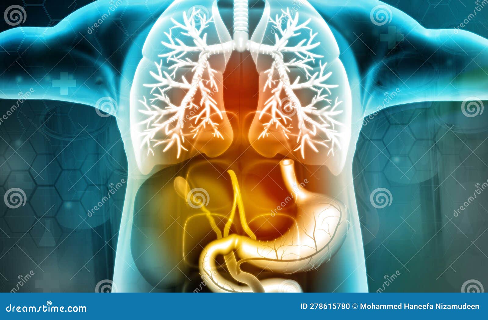Anatomy of Human Body with Digestive System Stock Illustration ... Biology Diagrams