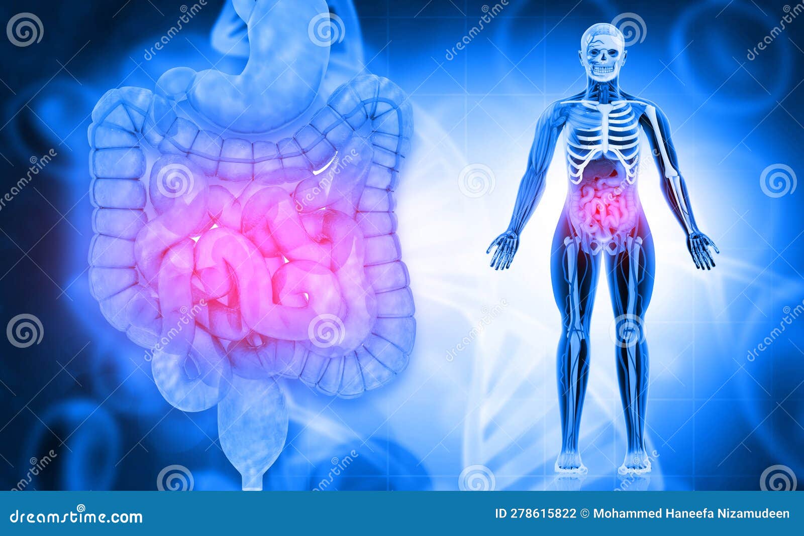 Anatomy of Human Body with Digestive System Stock Illustration Biology Diagrams