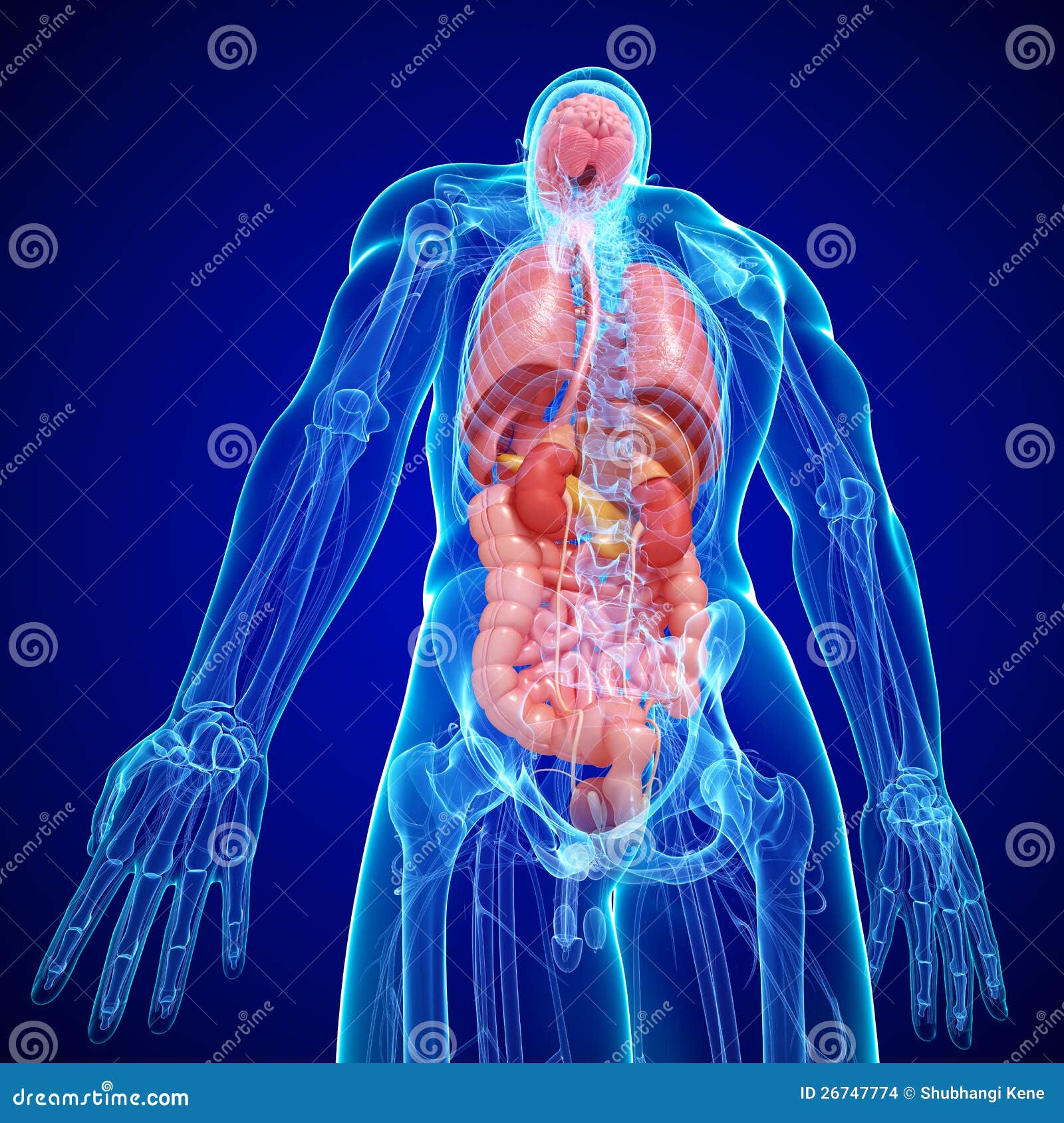 Anatomy of Human Body Internal Structure Stock Illustration ... Biology Diagrams