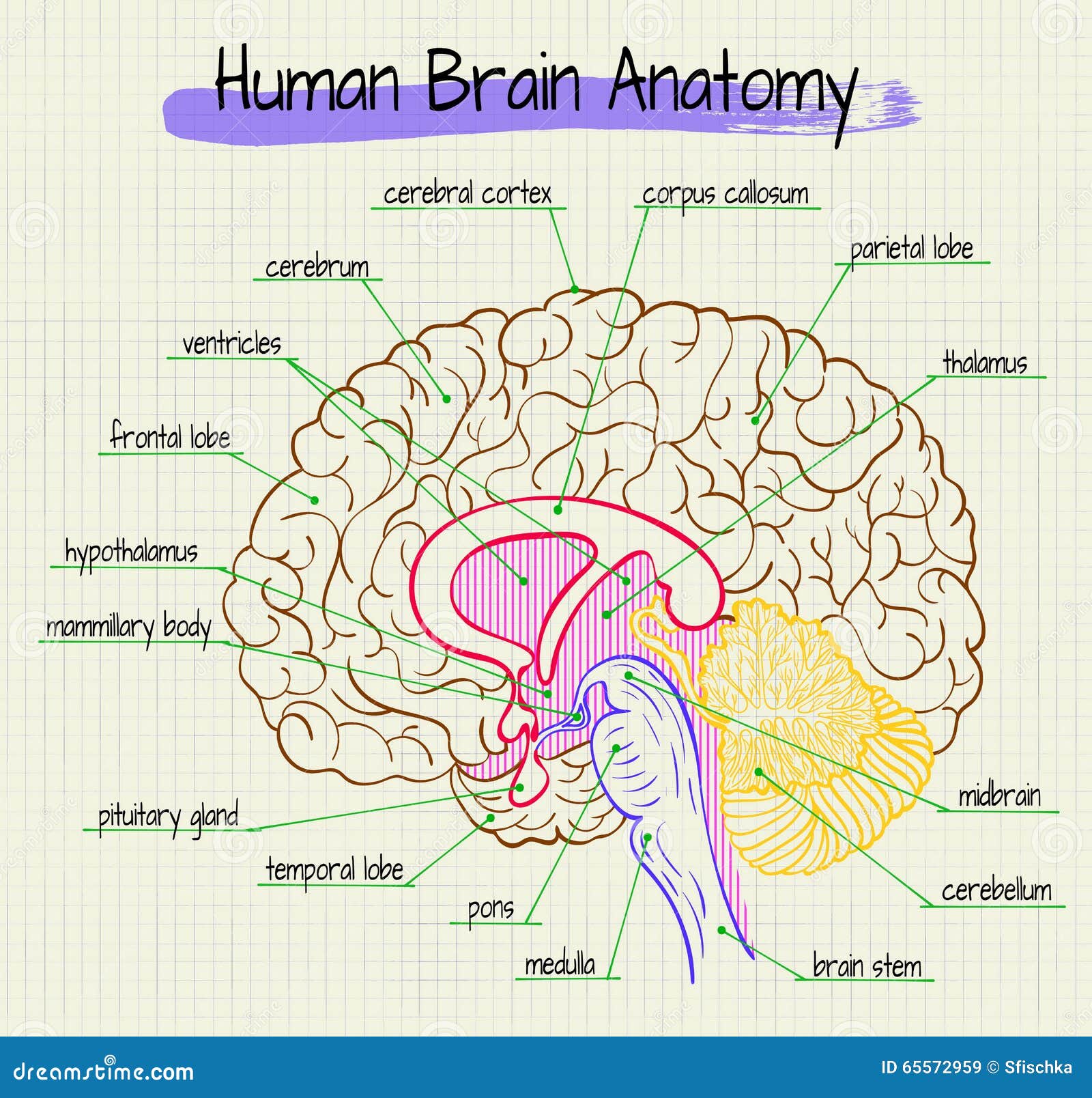 The Anatomy Of The Human Brain Side View Stock Vector - Image: 65572959
