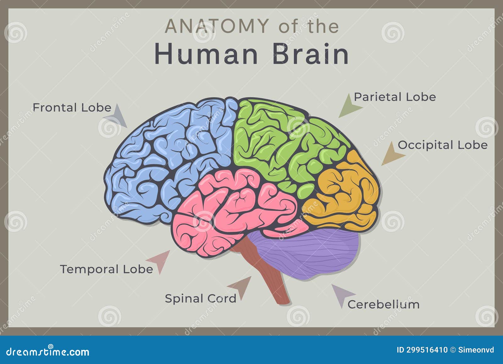 Anatomy of the Human Brain: Structure and Functions. Vector ...