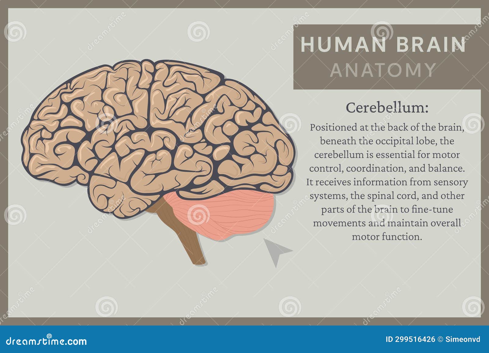 Anatomy of the Human Brain: Structure and Functions. Vector ... Biology Diagrams