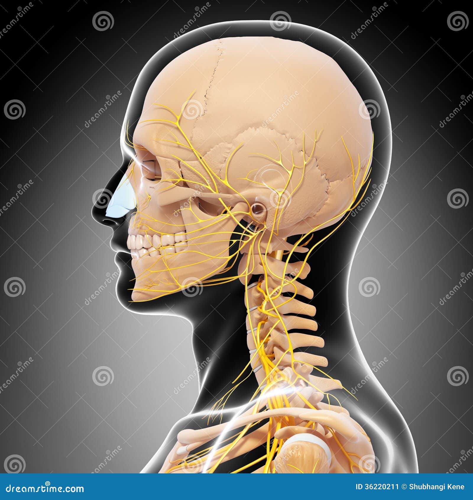 Anatomy Of Human Head Nervous System With Throat Stock Image - Image