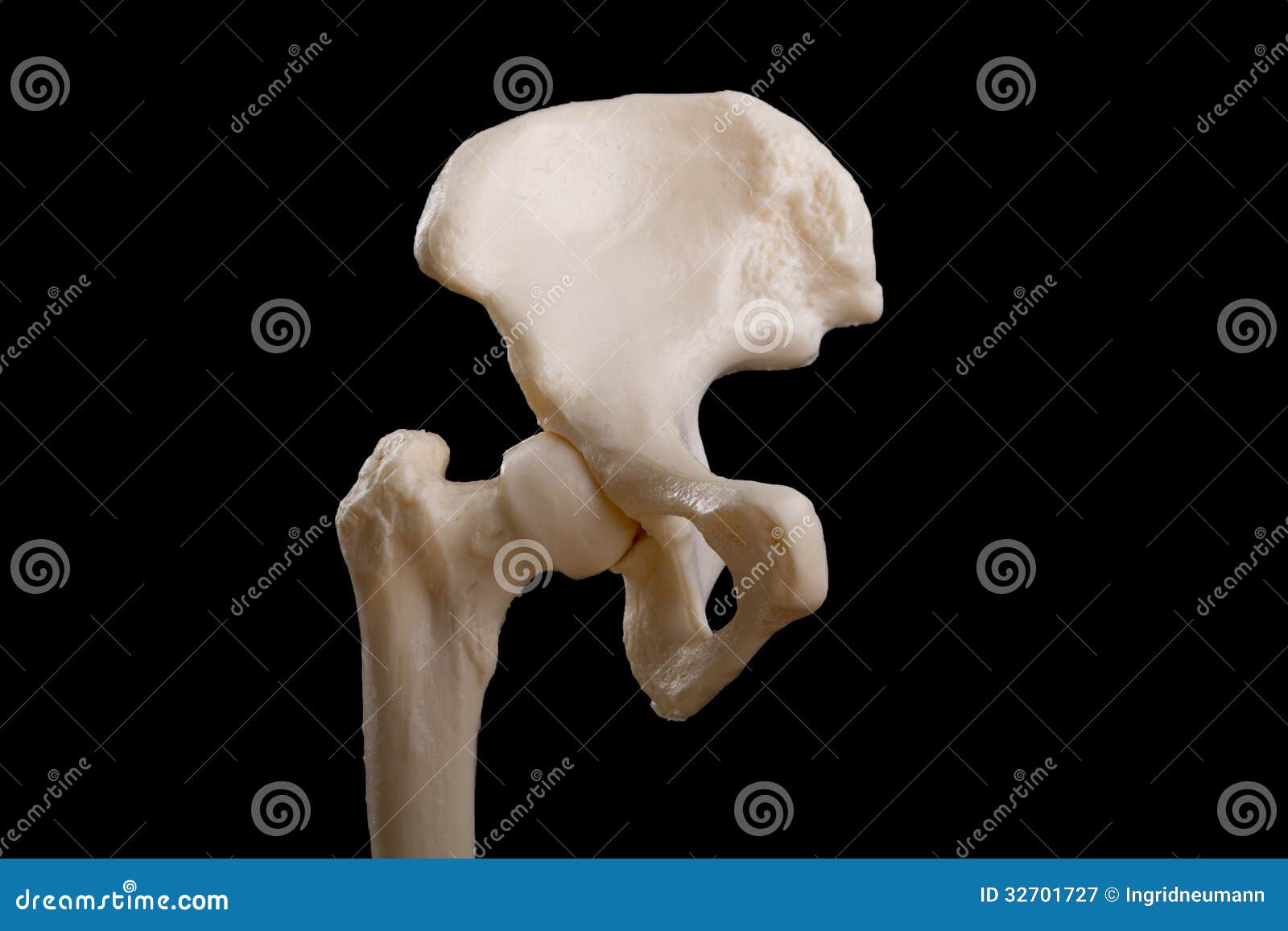 Anatomy of Human Hip and Pelvis Image Image of joint: 32701727