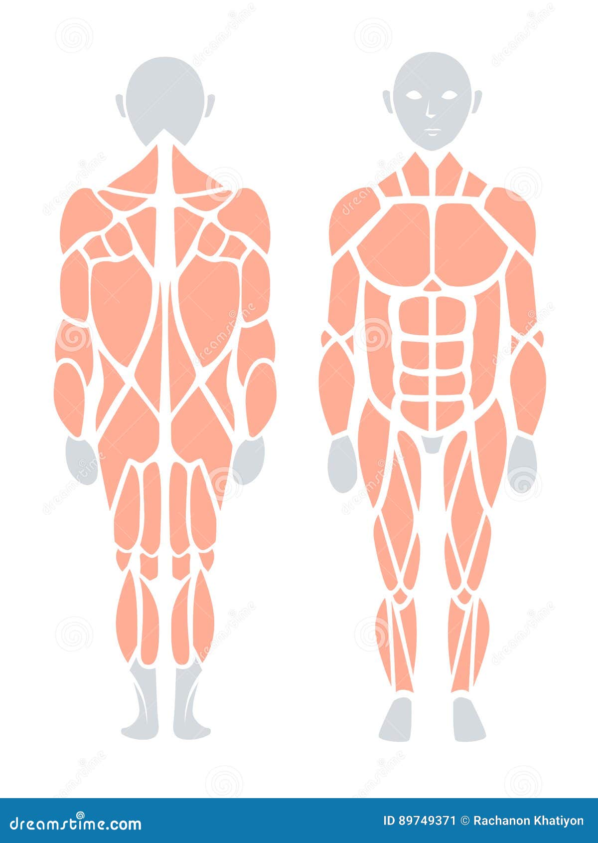 Anatomy of Human Muscle in Back and Front, Vector Infographic E Stock