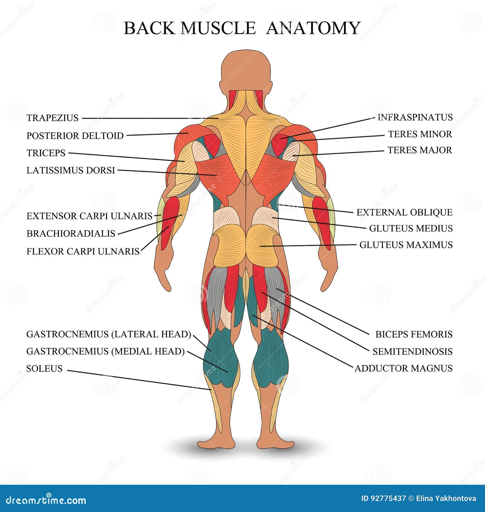 Anatomy Of Human Muscles In The Back A Template For Medical Tutorial Banner Vector Illustration Stock Vector Illustration Of Brevis Isolated 92775437