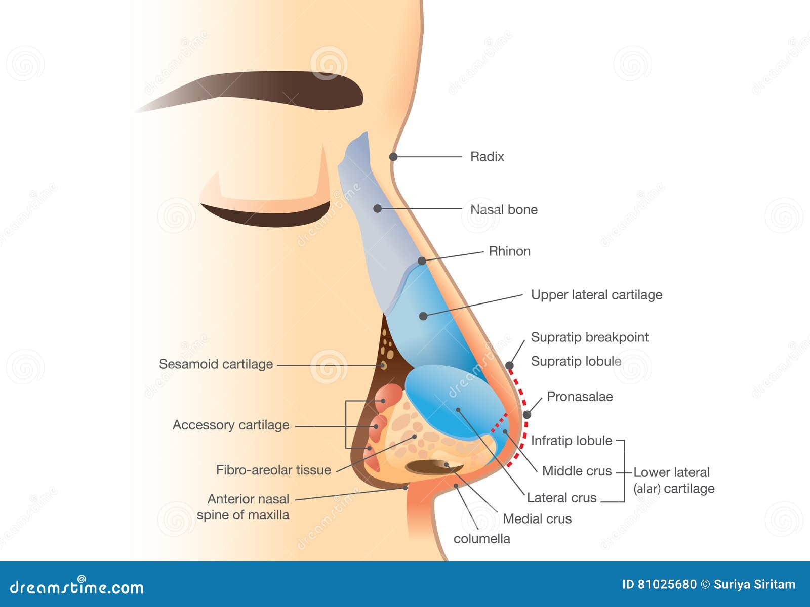 anatomy of human nose