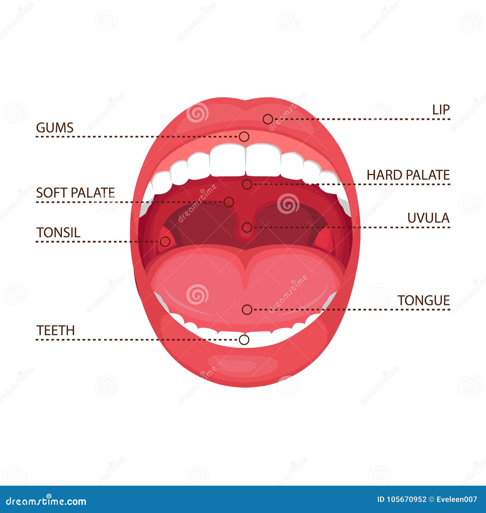 Anatomy Human Open Mouth  Medical Diagram Stock Vector