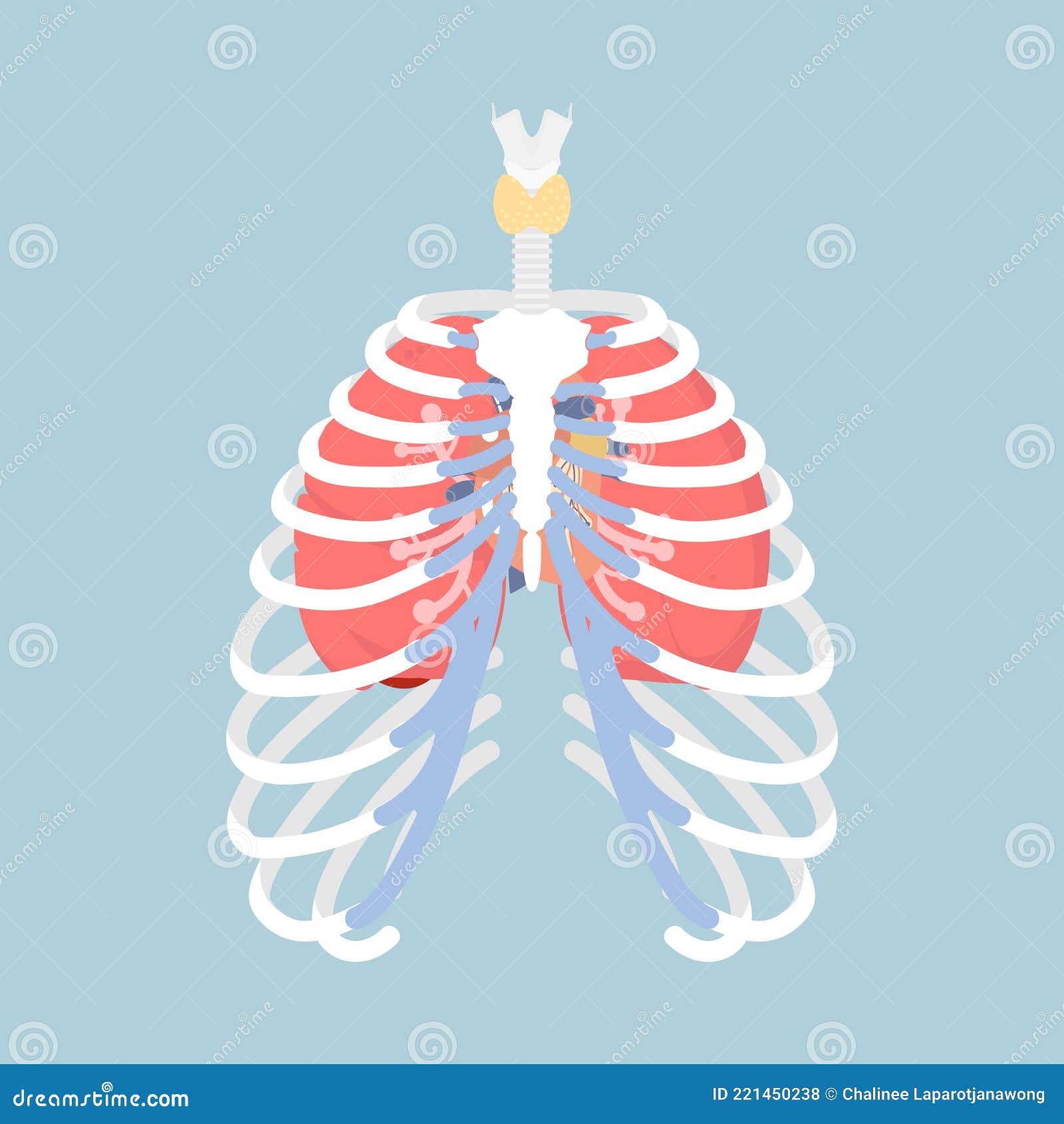 Anatomy Of Human Rib Cage With Lungs And Human Heart Internal Organs Body Part Orthopedic