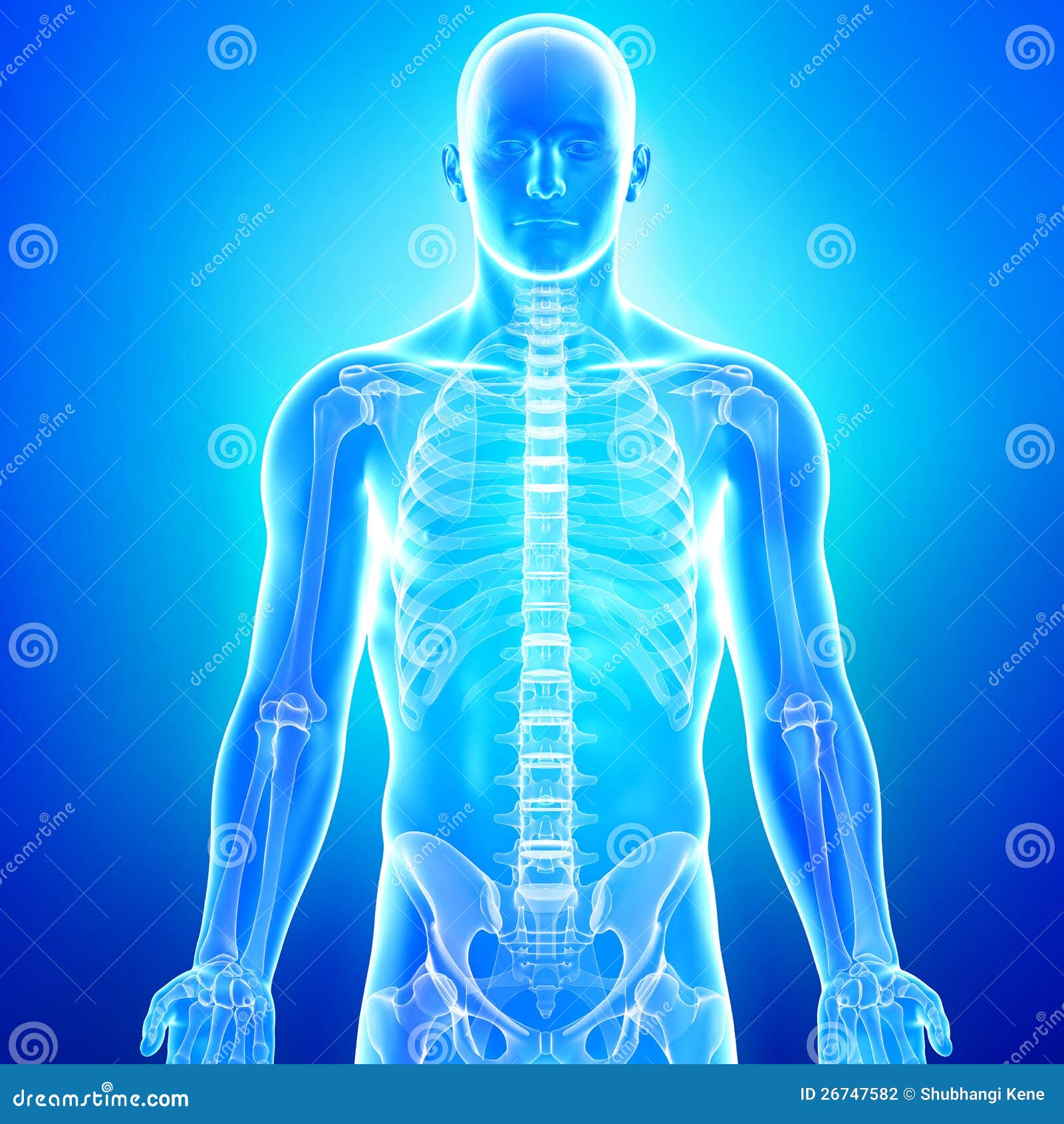 Anatomy Of Human Skeleton In Blue Stock Photography - Image: 26747582