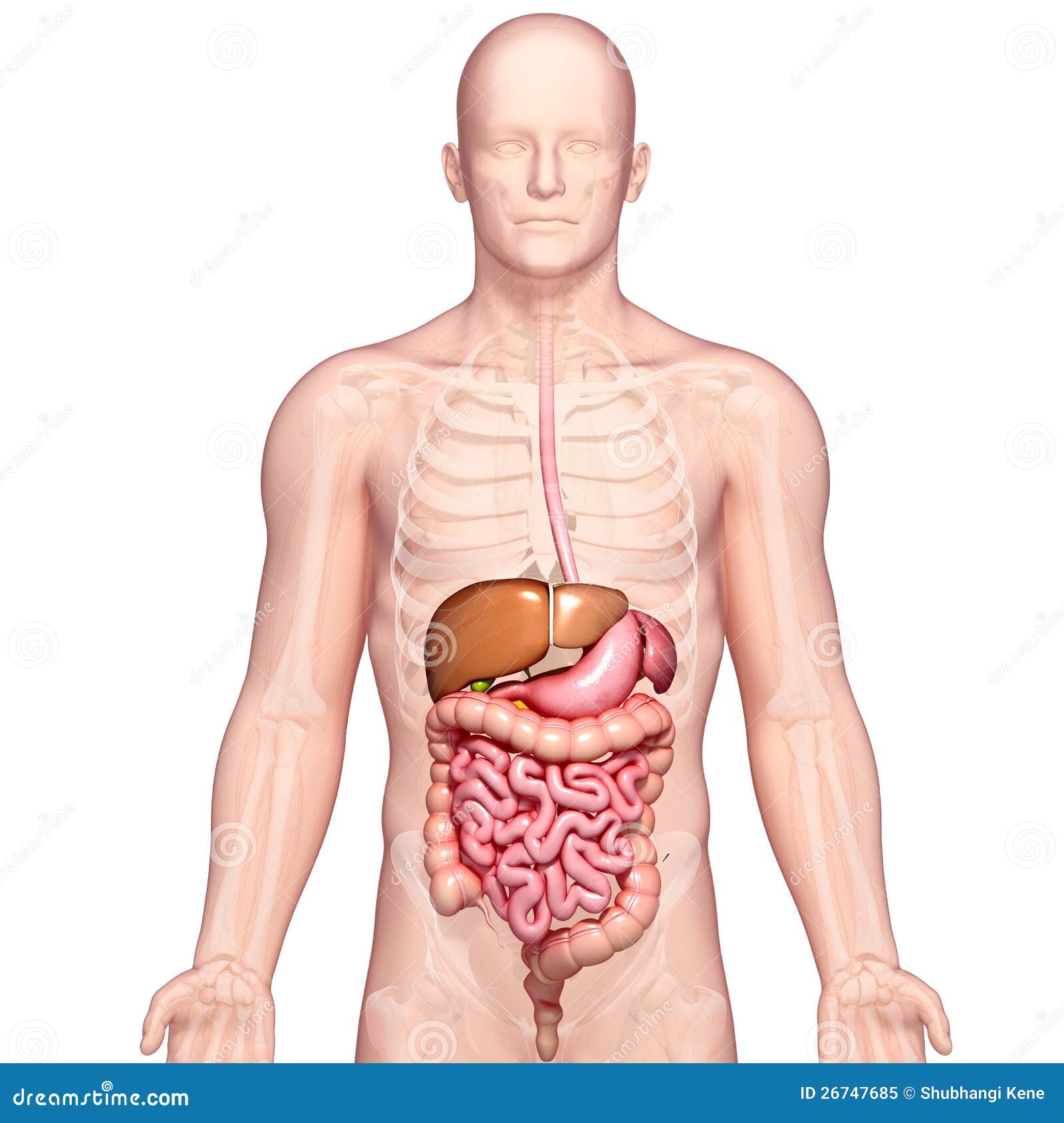 anatomy of human stomach and liver