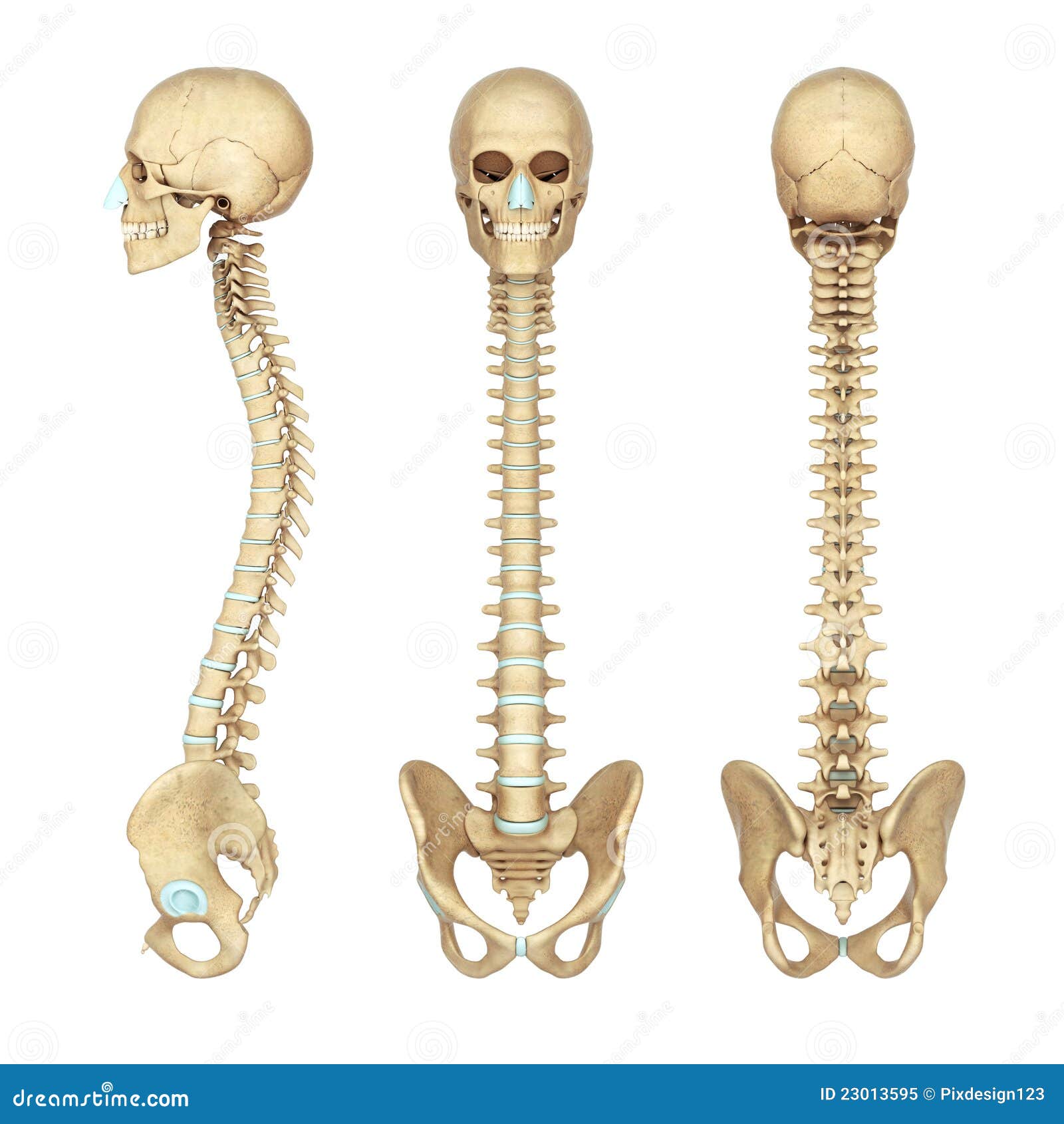 Human Skeleton Spine Diagram