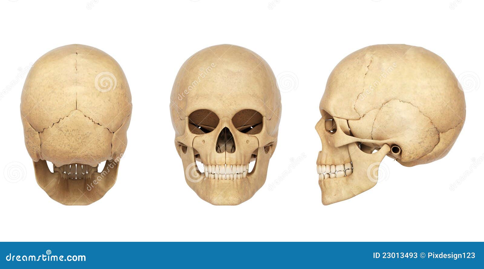 Anatomy Illustration Of A Human Skull Stock Illustration - Illustration