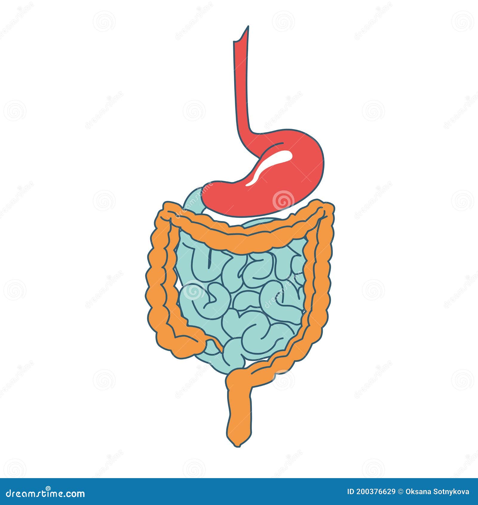 Colonoscopy. Inside of Healthy Colon, Large Intestine Stock Illustration -  Illustration of digestion, flatulence: 149374398