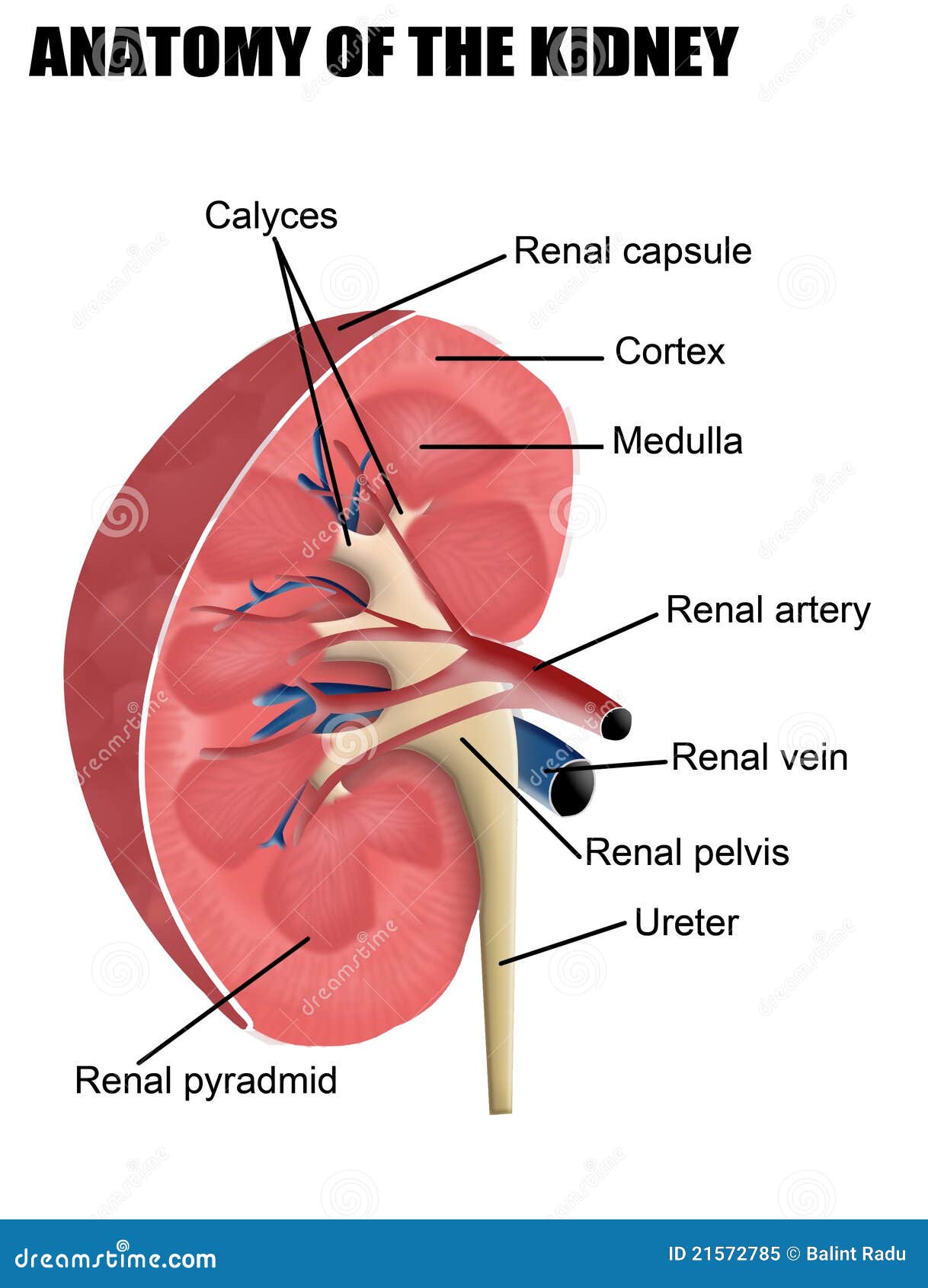 anatomy of the kidney