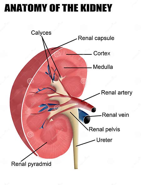 Anatomy of the kidney stock vector. Illustration of organ - 21572785