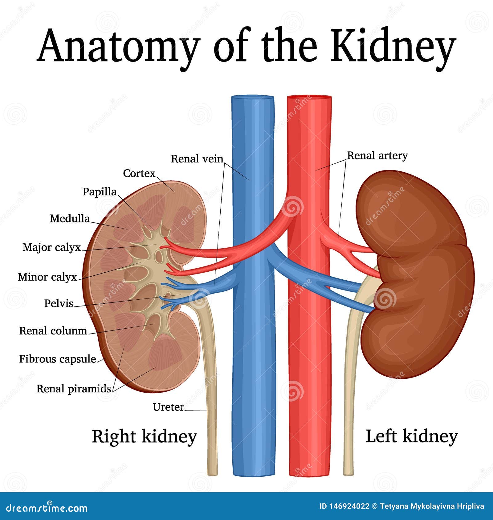 Excretory System Coggle Diagram