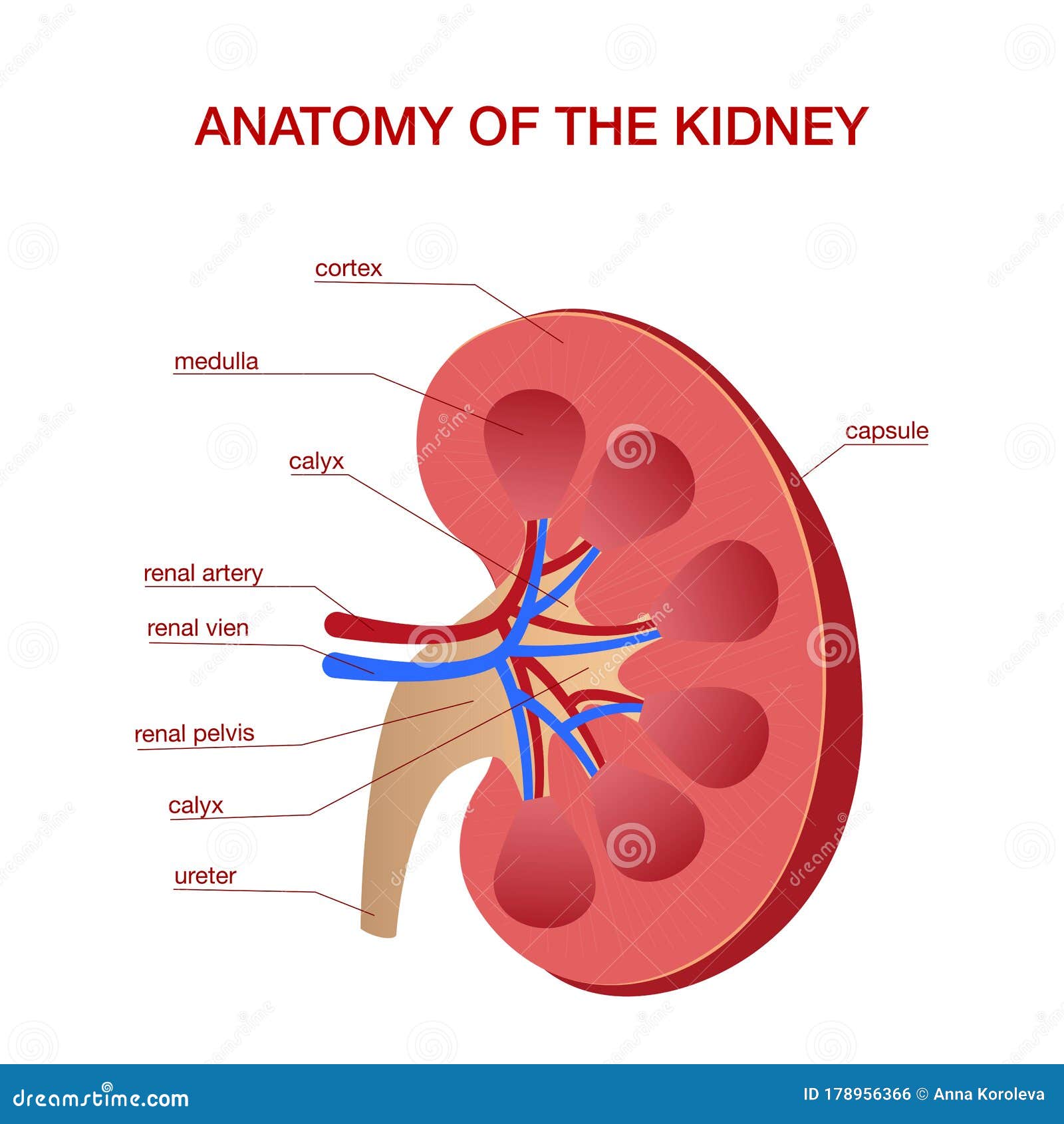 Human Kidney Medical Diagram with a Cross Section of the Inner Organ