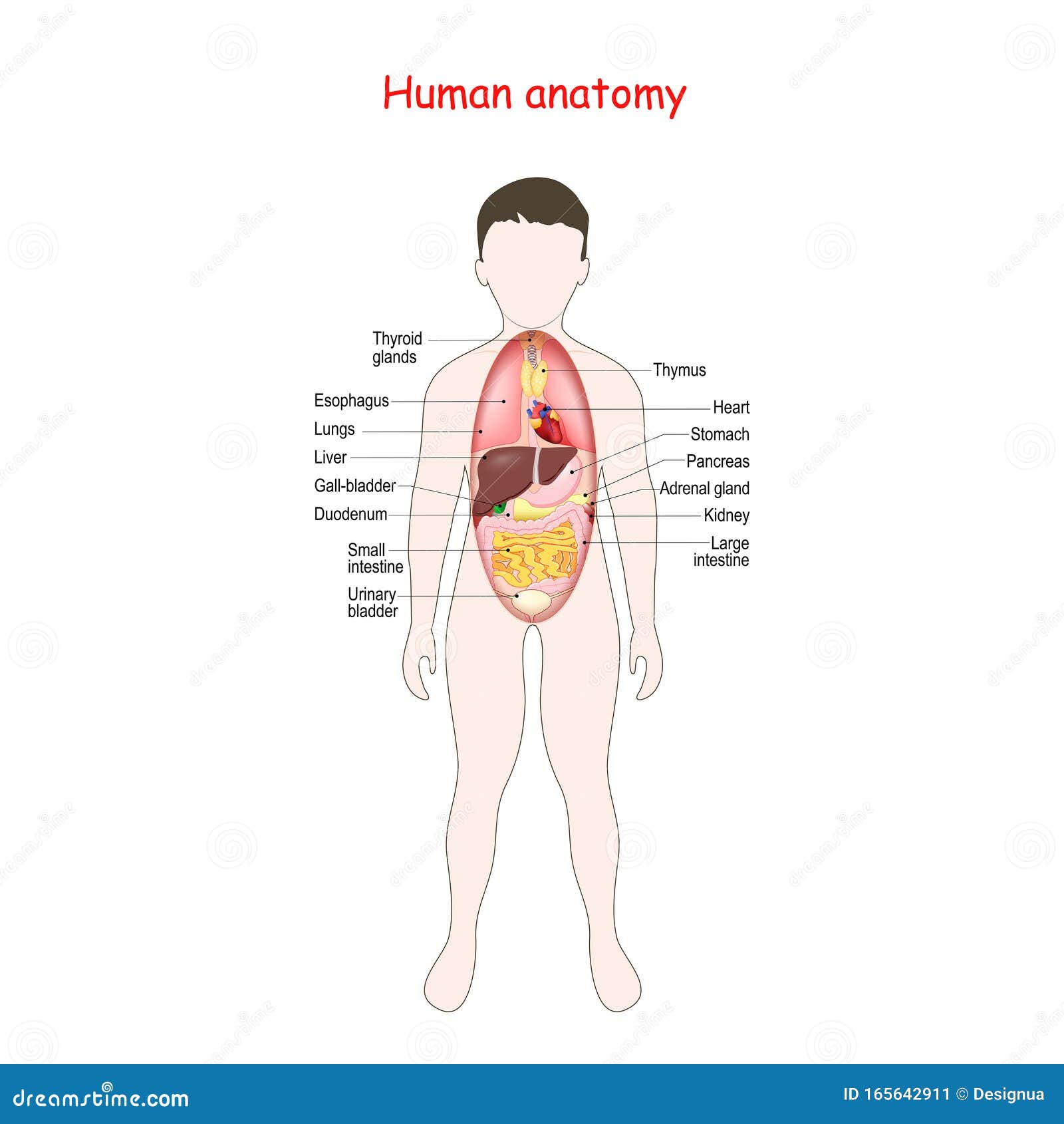 human organs diagram for kids
