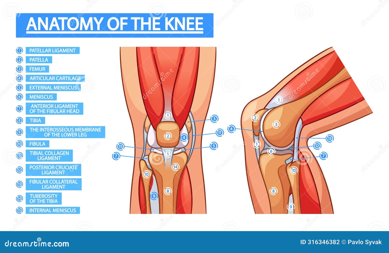 anatomy of knee joint medical infographics. patella, femur, articular cartilage. external or internal meniscus, tibia