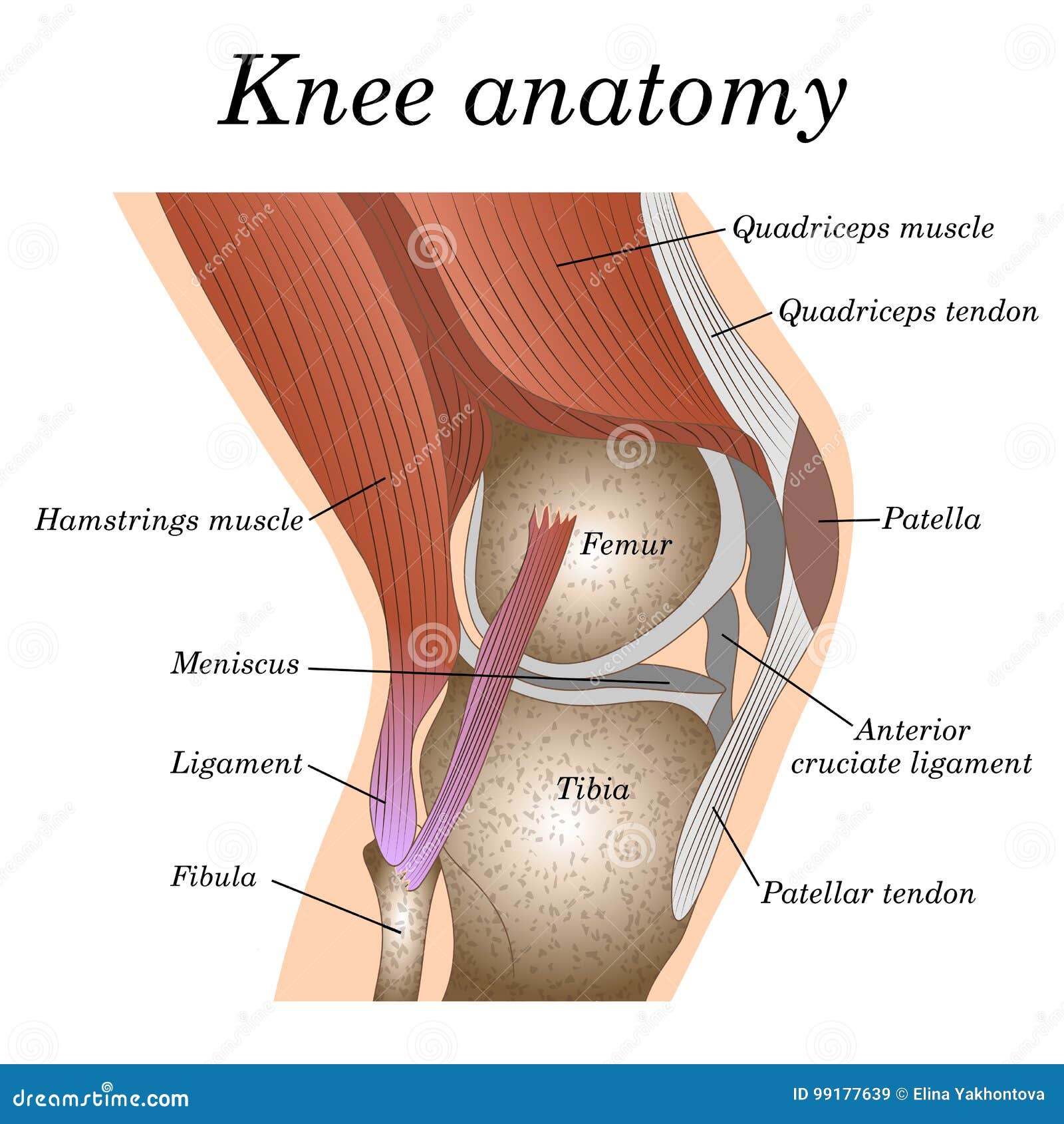 anatomy of the knee joint side view, template for training a medical surgical poster, traumatology page.  .