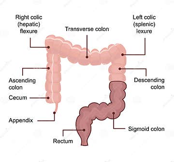 Anatomy of the Large Intestine Colon. Medical Diagram with Term Stock ...