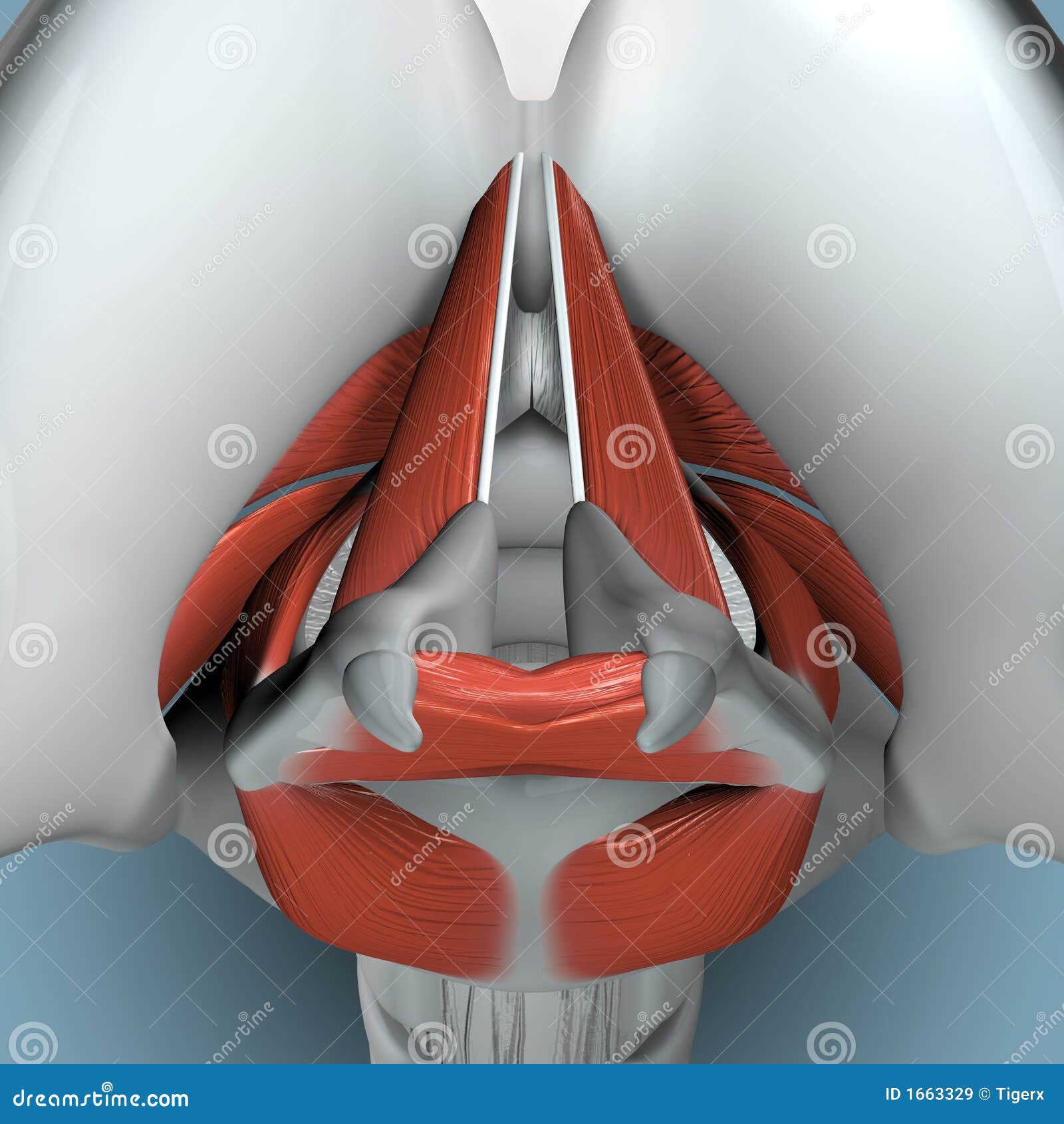 anatomy of larynx