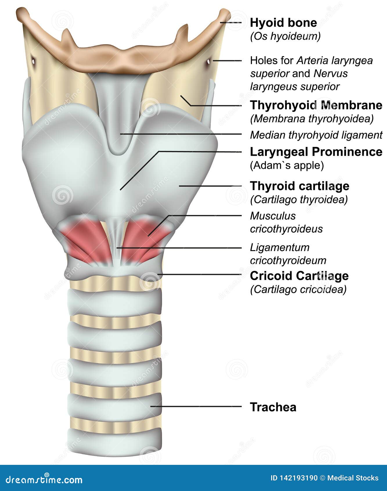 Anatomy Of The Larynx 3d Medical Illustration On White ...
