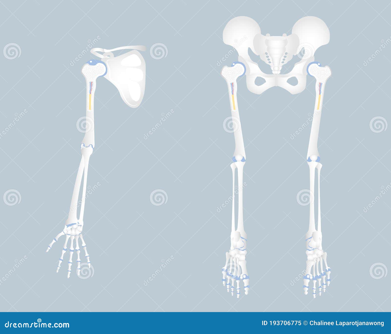 Anatomy Of Limb Bone Finger Hand Arm Scapula Hip Pelvic Bone