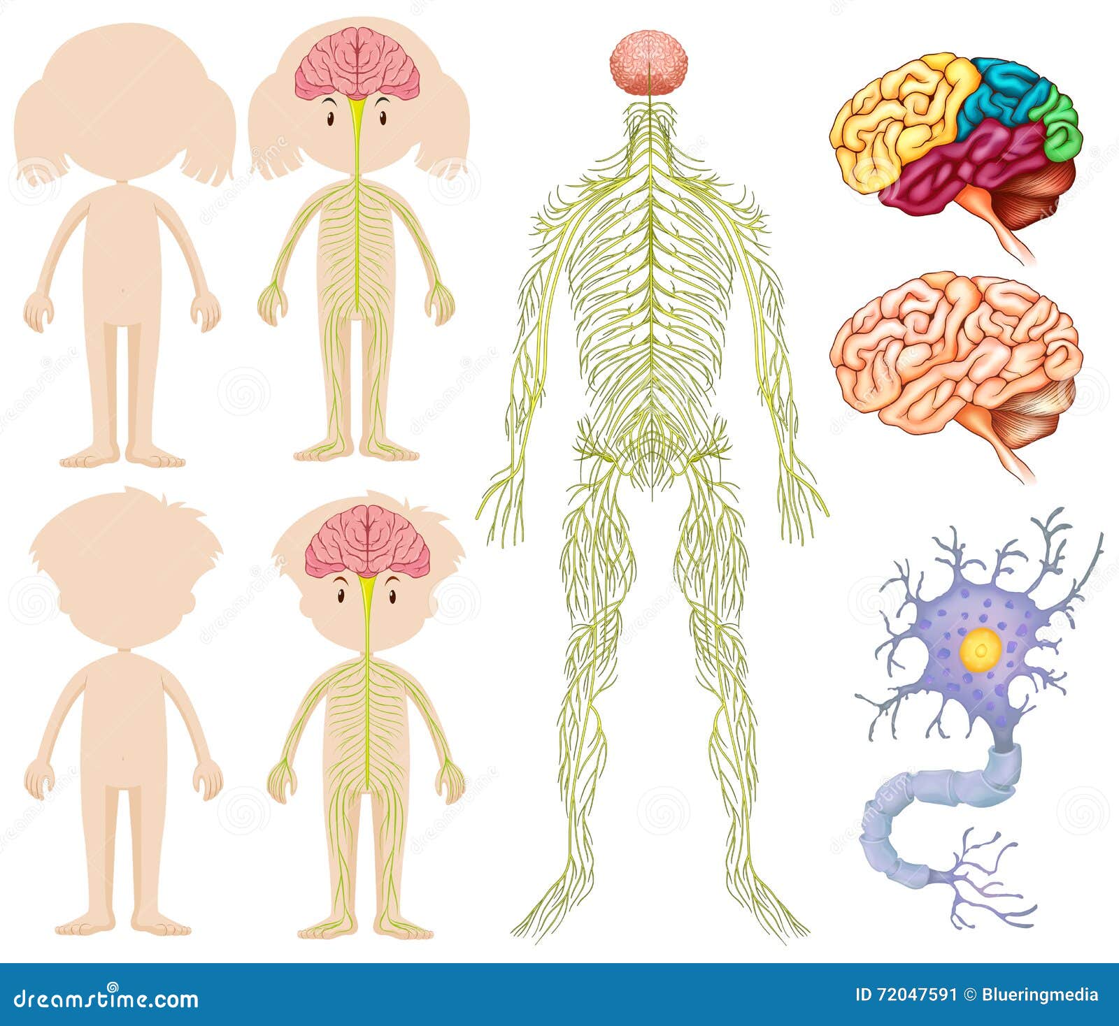 Anatomy of Little Boy and Girl Stock Vector - Illustration of graphic ...