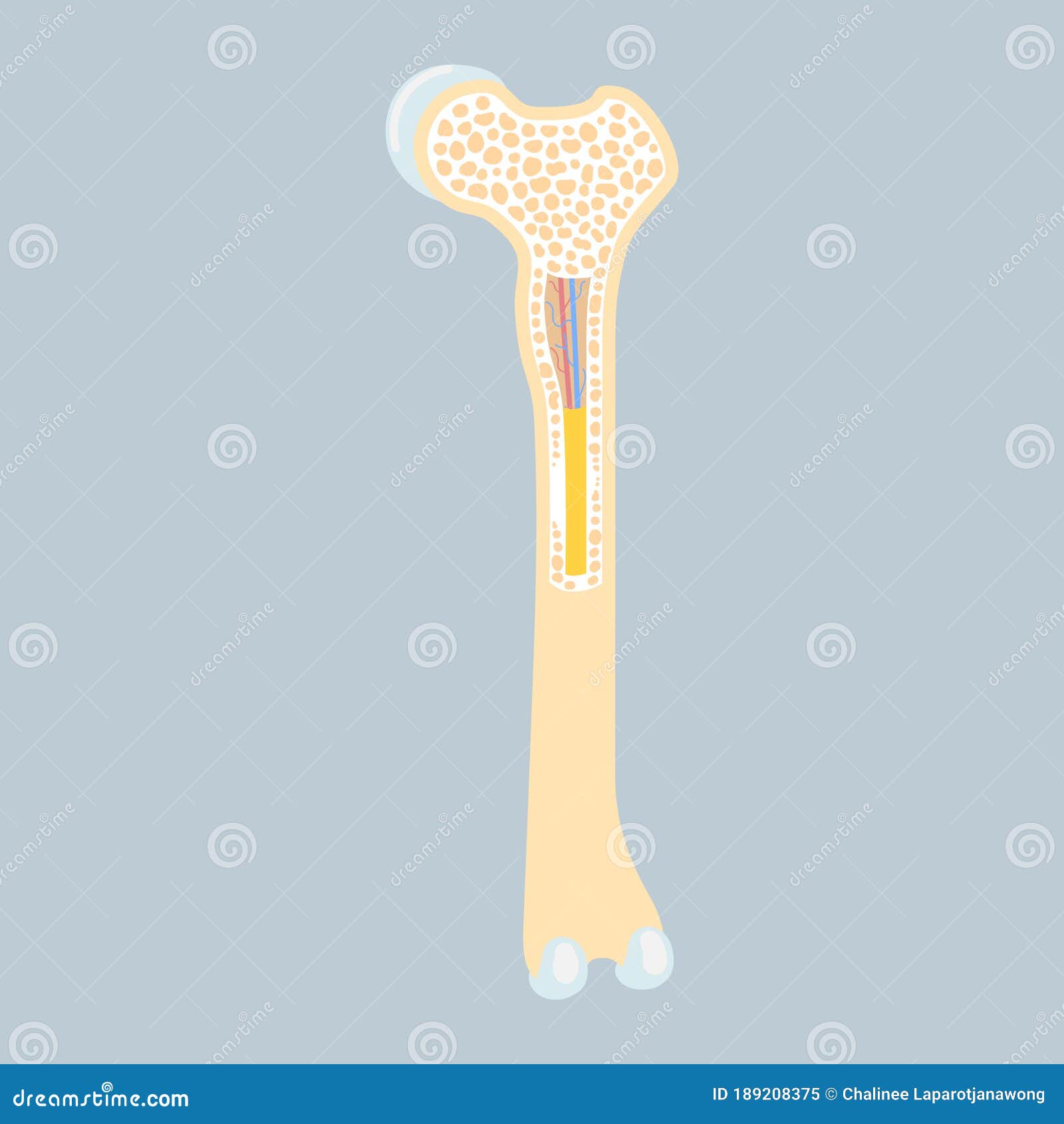 Anatomy of Long Bone Marrow Basics, Internal Organs Body Part Orthopedic  Health Care Stock Vector - Illustration of graphic, human: 189208375