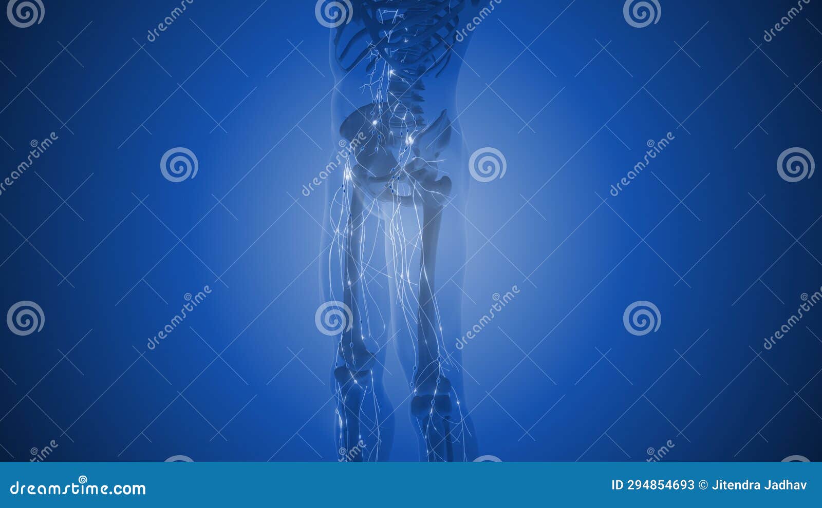 Anatomy of the Lymphatic System in Humans Stock Image Biology Diagrams