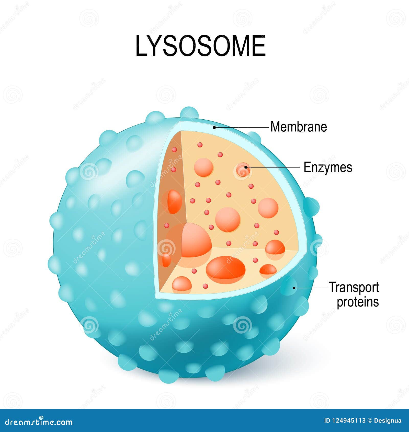 Lysosome Cartoons, Illustrations & Vector Stock Images ... diagram of cell and organelles 
