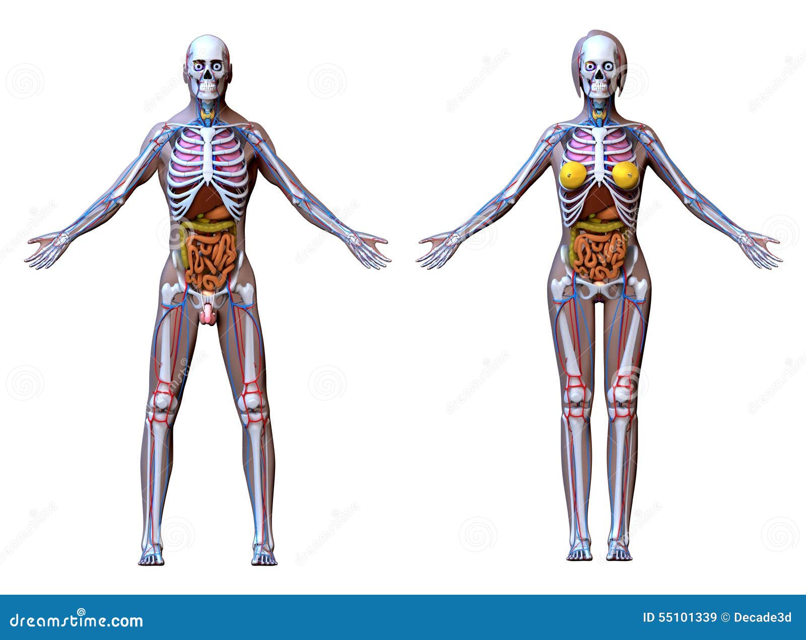 Anatomy Male Female - Isolated on White Stock Illustration