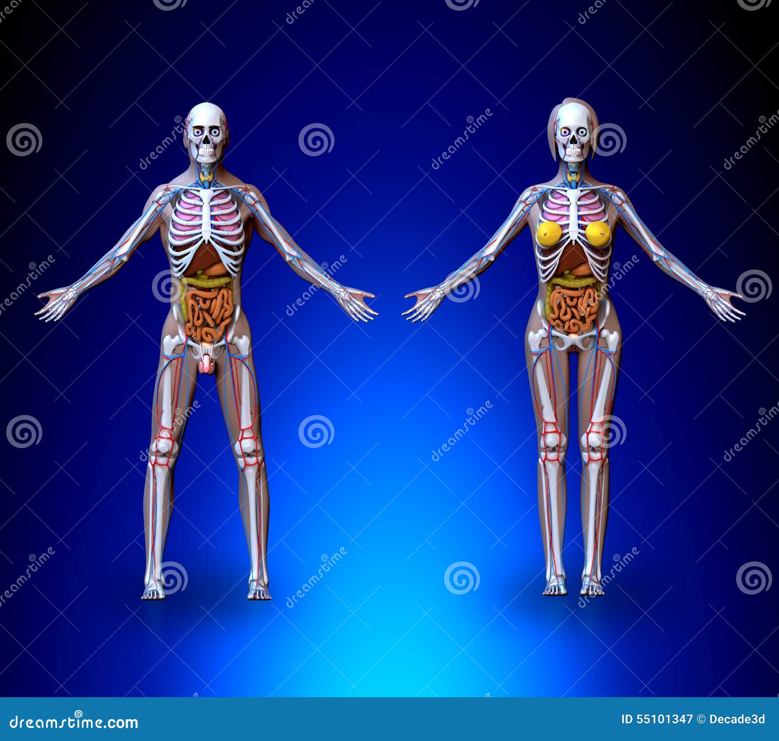 Anatomy Male Female stock image. Illustration of shape - 55101347